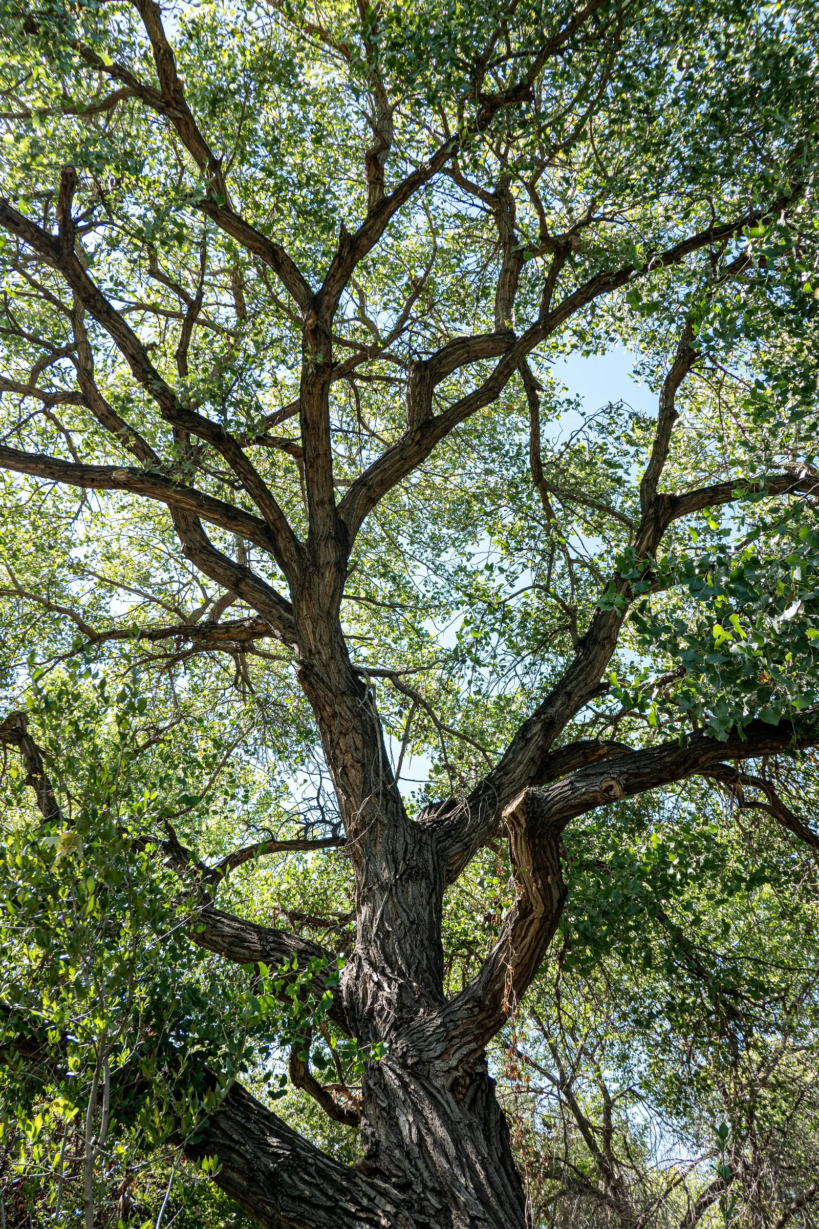 Eastern Cottonwood (Populus Deltoides) — Therefore, it is ill-advised to plant it too close to structures or pavement
