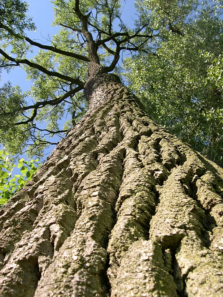 Eastern Cottonwood (Populus Deltoides) — open canopy that can spread 75 feet