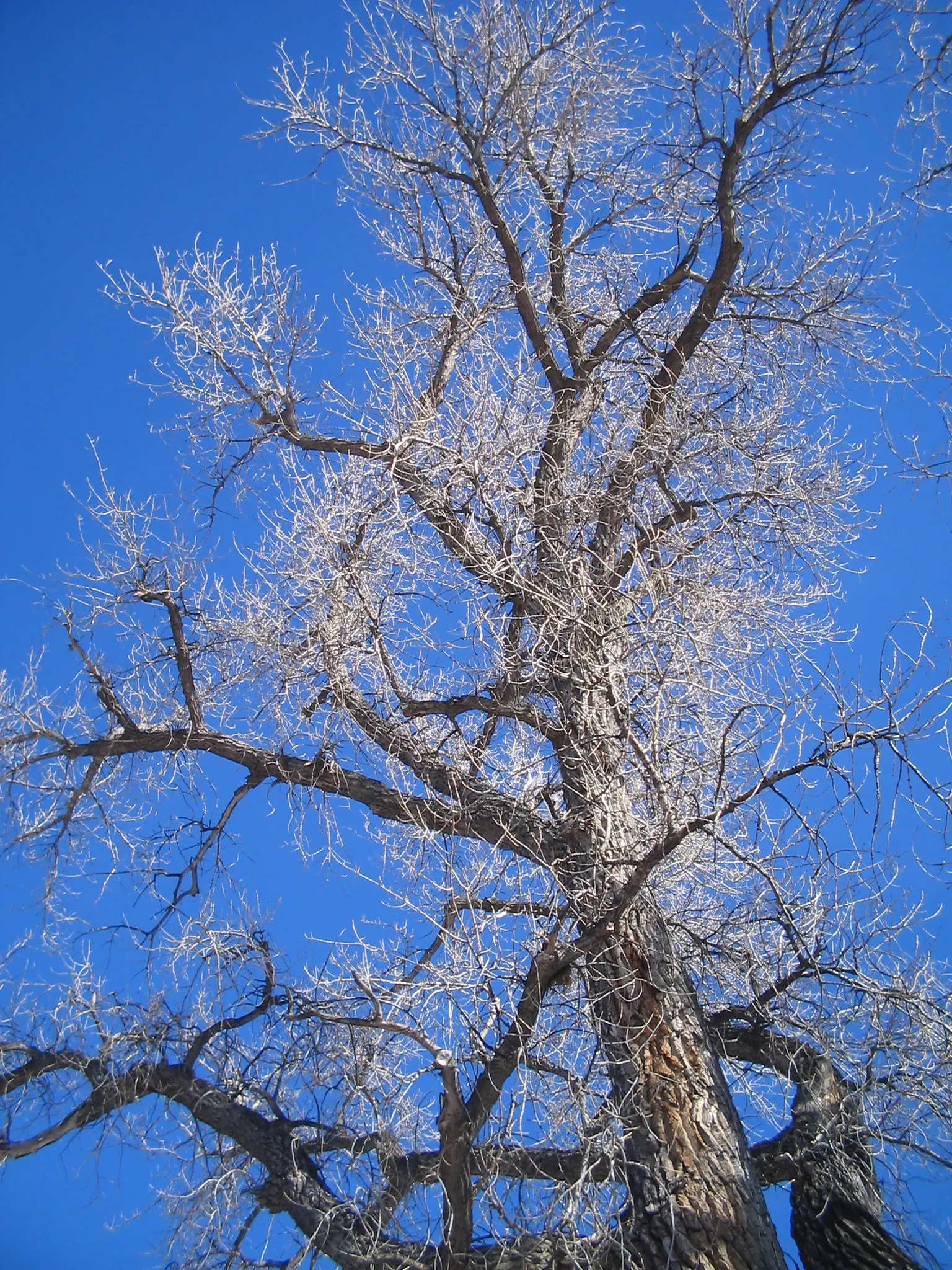 Eastern Cottonwood (Populus Deltoides) — With an impressive growth rate of about 2 to 5 feet per year; is a fast-growing deciduous tree reaching, image 70
