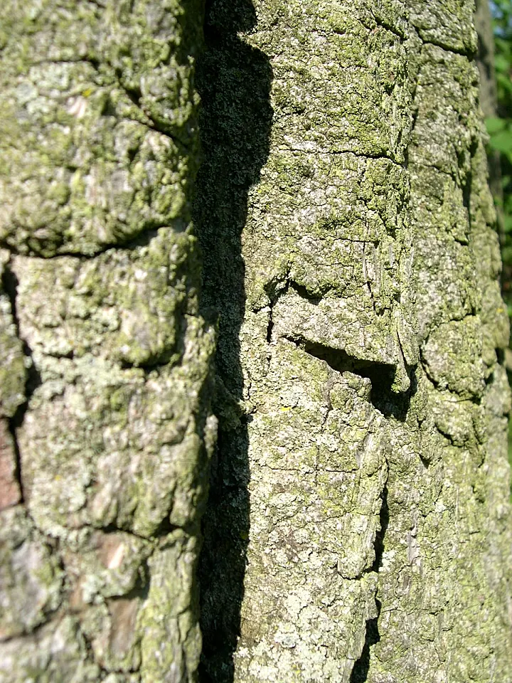 Eastern Cottonwood (Populus Deltoides) — scientifically referred to as Populus deltoides; therefore, it is ill-advised to plant it too close to, image 62