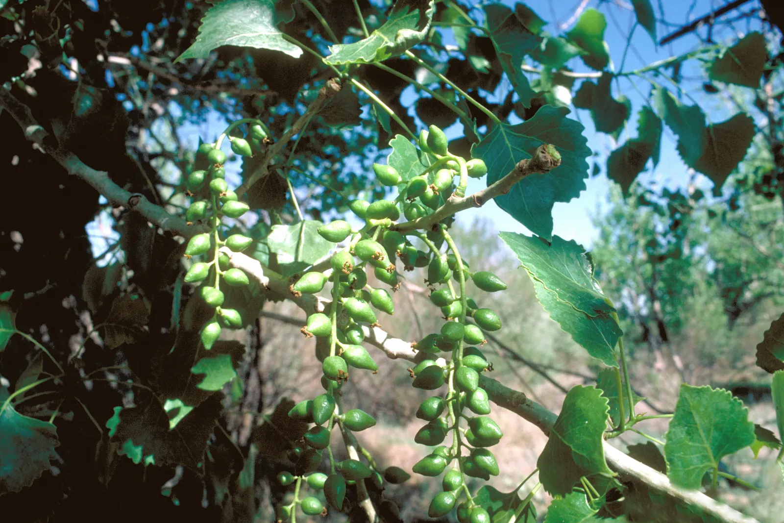 Eastern Cottonwood (Populus Deltoides) — Therefore, it is ill-advised to plant it too close to structures or pavement; scientifically referred to, image 71