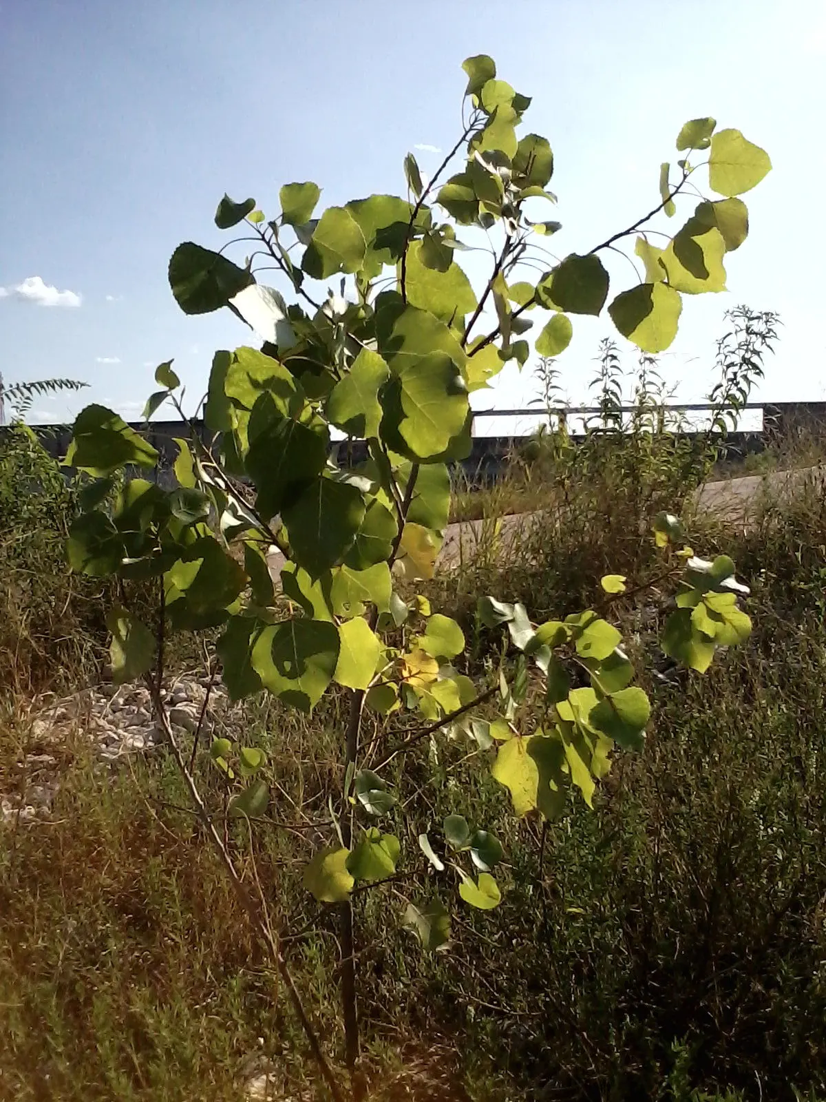 Eastern Cottonwood (Populus Deltoides) — tree for full