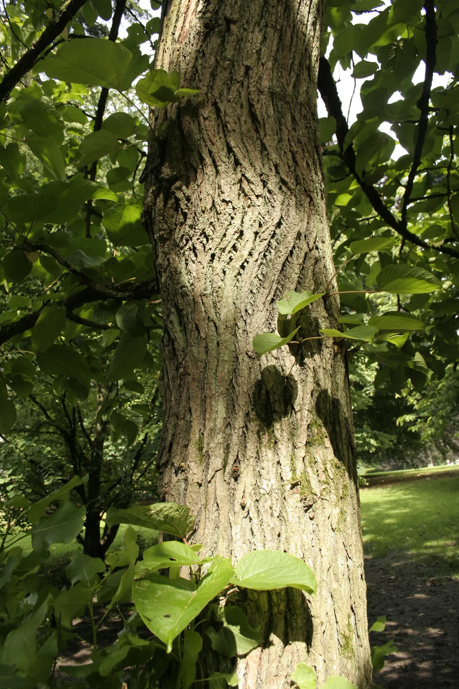 Eastern Cottonwood (Populus Deltoides) — scientifically referred to as Populus deltoides; therefore, it is ill-advised to plant it too close to structures or