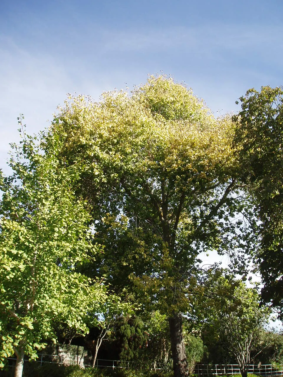 Eastern Cottonwood (Populus Deltoides) — open canopy that can spread 75 feet; it can reach upwards of 70 to 100 feet, image 56