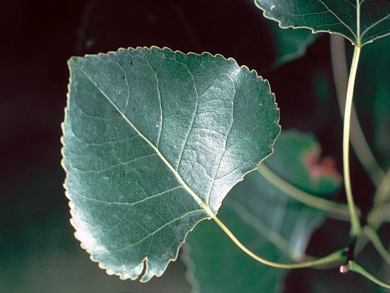 Eastern Cottonwood (Populus Deltoides) — it can reach upwards of 70 to 100 feet; open canopy that can spread 75 feet