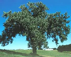 Eastern Cottonwood (Populus Deltoides) — This species favors full sun; making it suitable for large landscapes, image 58