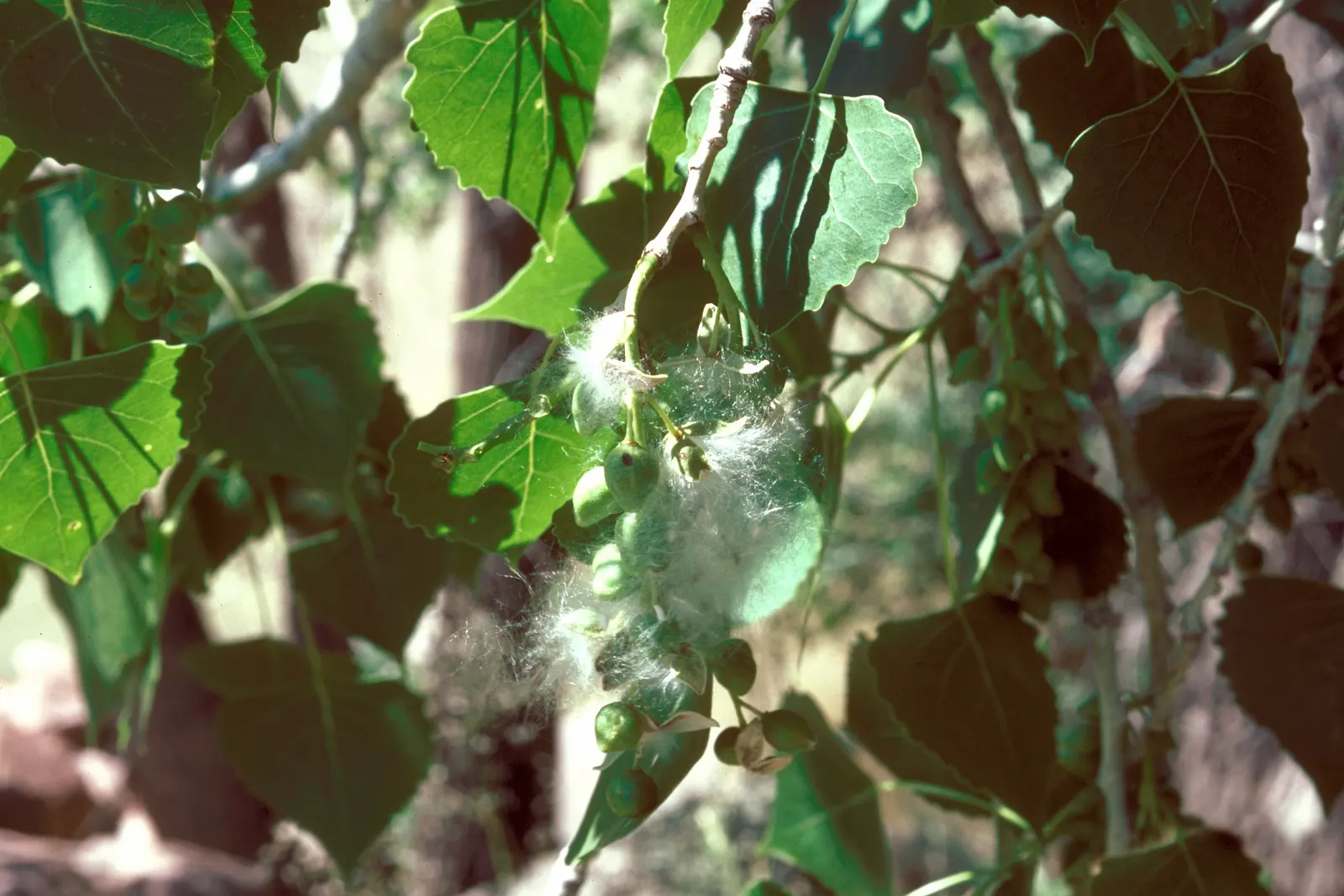 Eastern Cottonwood (Populus Deltoides) — making it suitable for large landscapes; renowned for its broad canopy and towering height, image 43