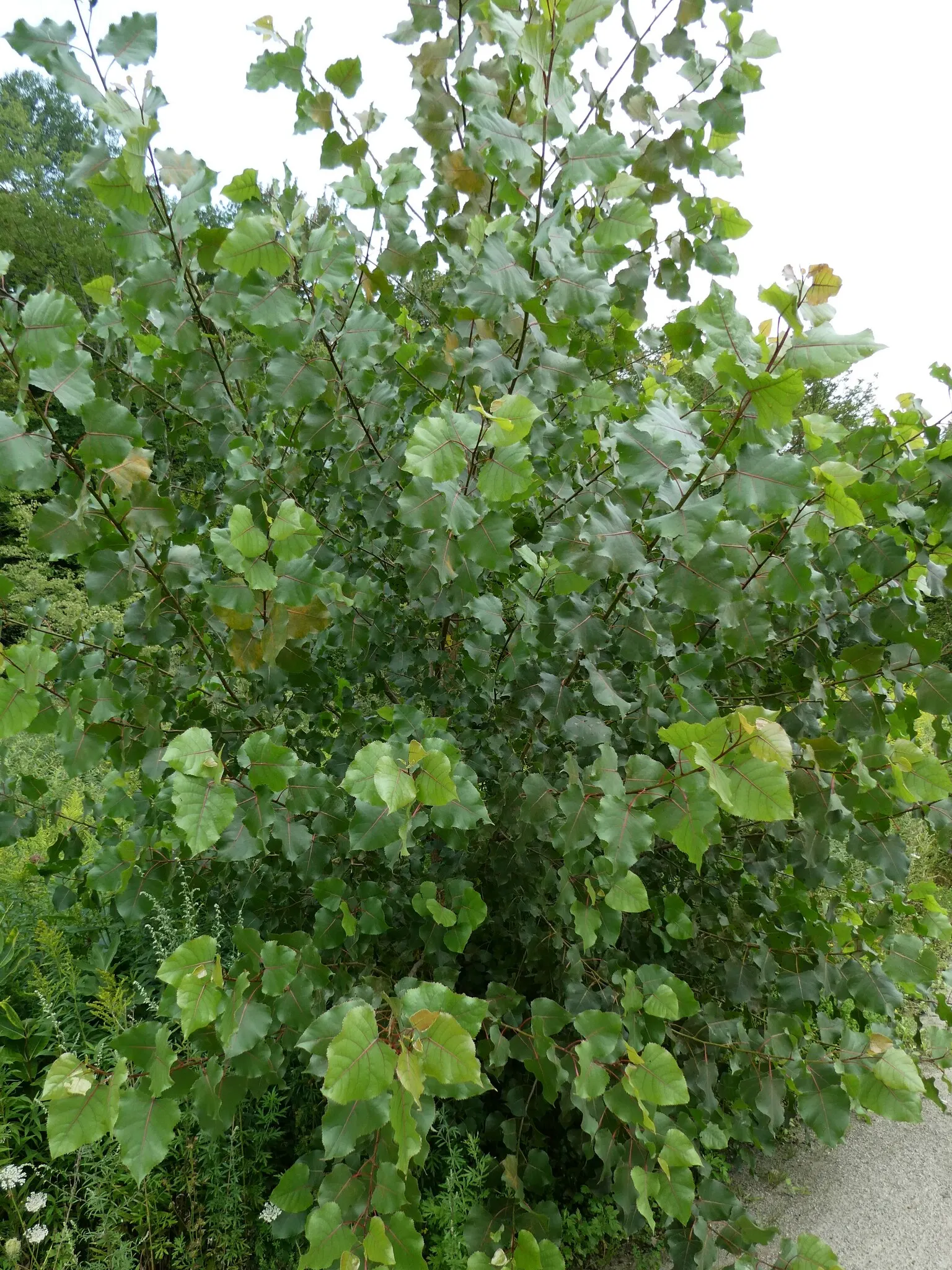 Eastern Cottonwood (Populus Deltoides) — tree for full; the female tree is particularly recognized for its cottony seeds, image 54