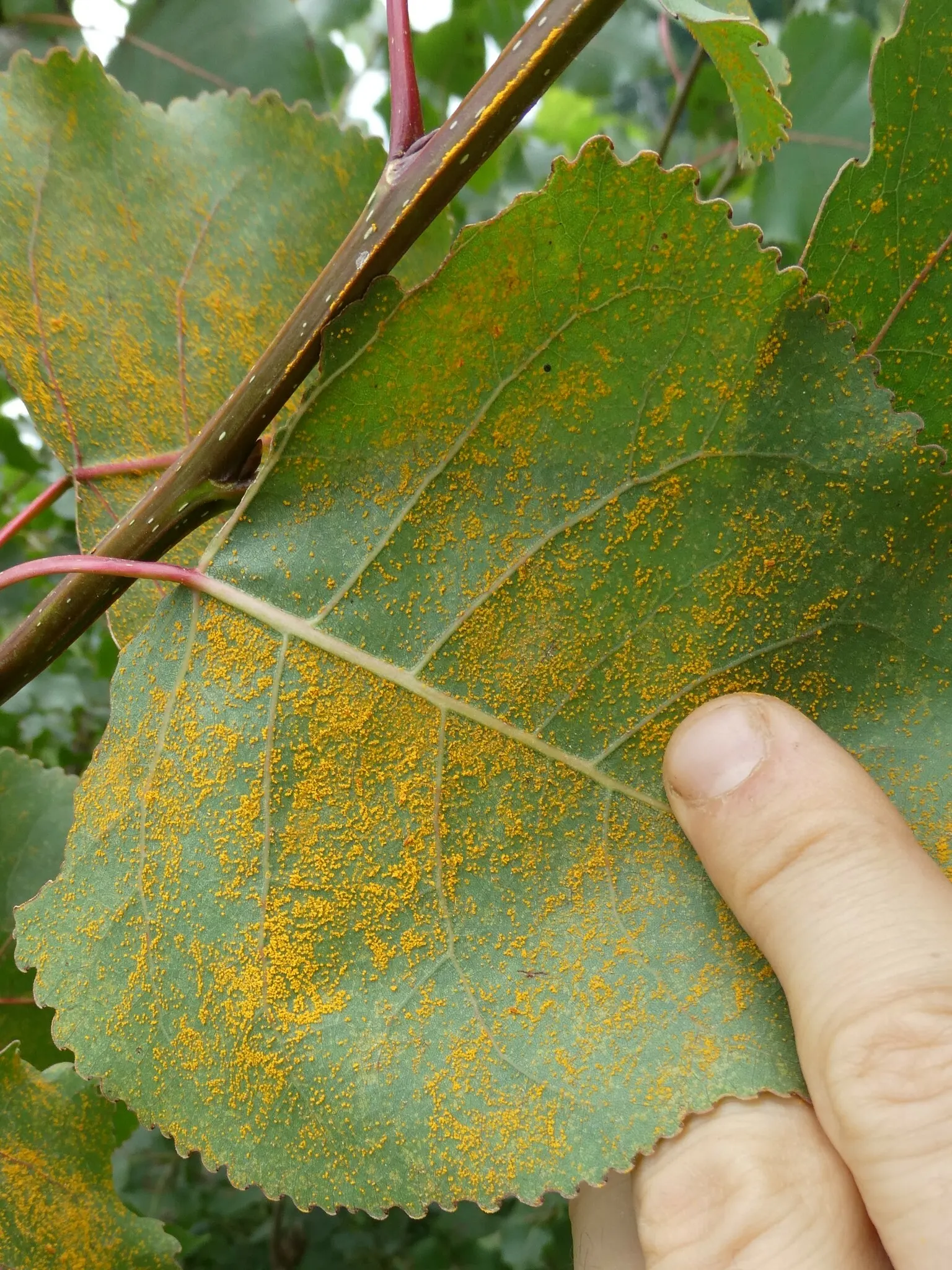 Eastern Cottonwood (Populus Deltoides) — with a spread of 50 to 70 feet at maturity; is a majestic and fast-growing deciduous tree native to North, image 66