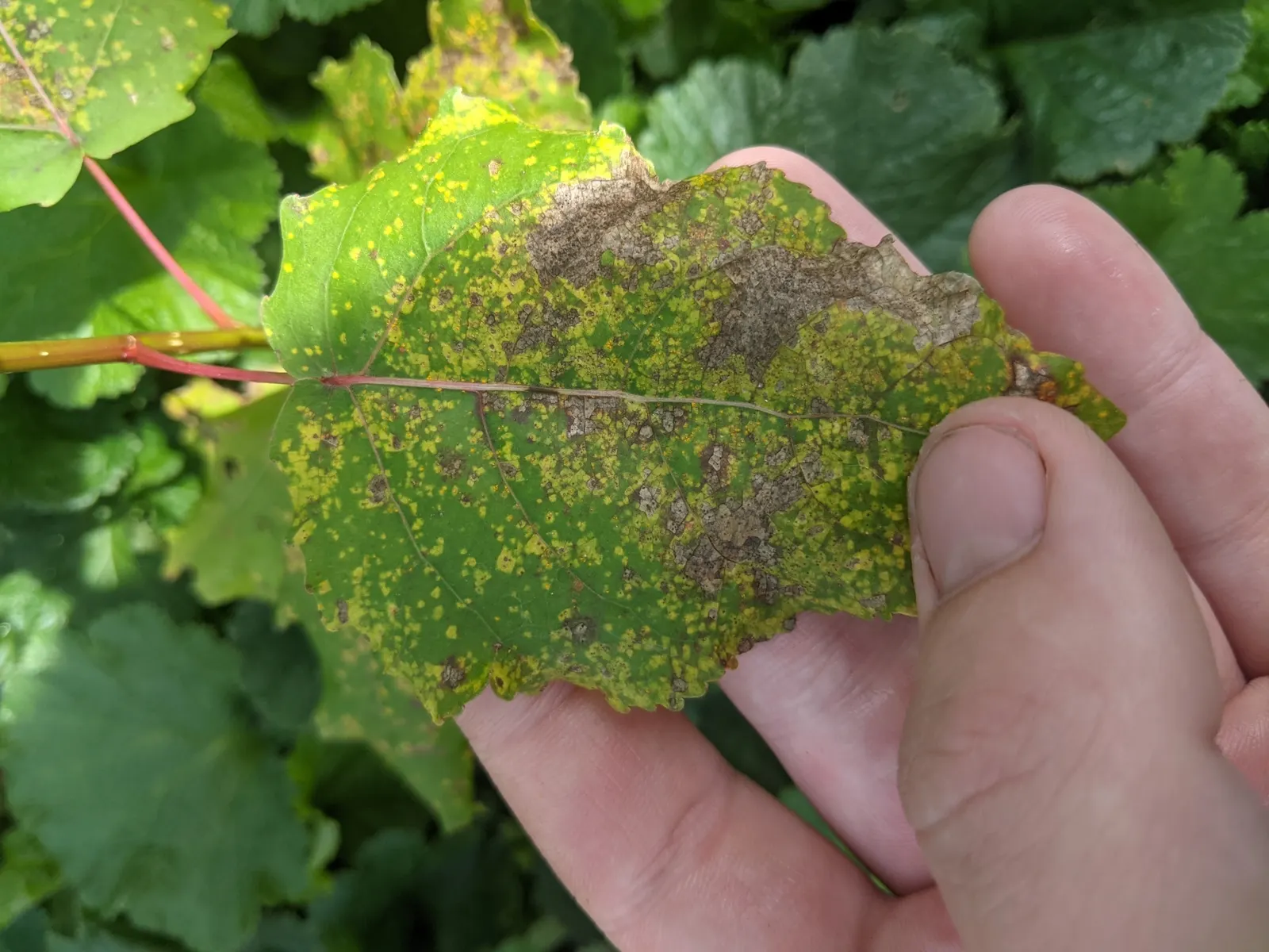 Eastern Cottonwood (Populus Deltoides) — is a majestic and fast-growing deciduous tree native to North America; while its extensive root system, image 45