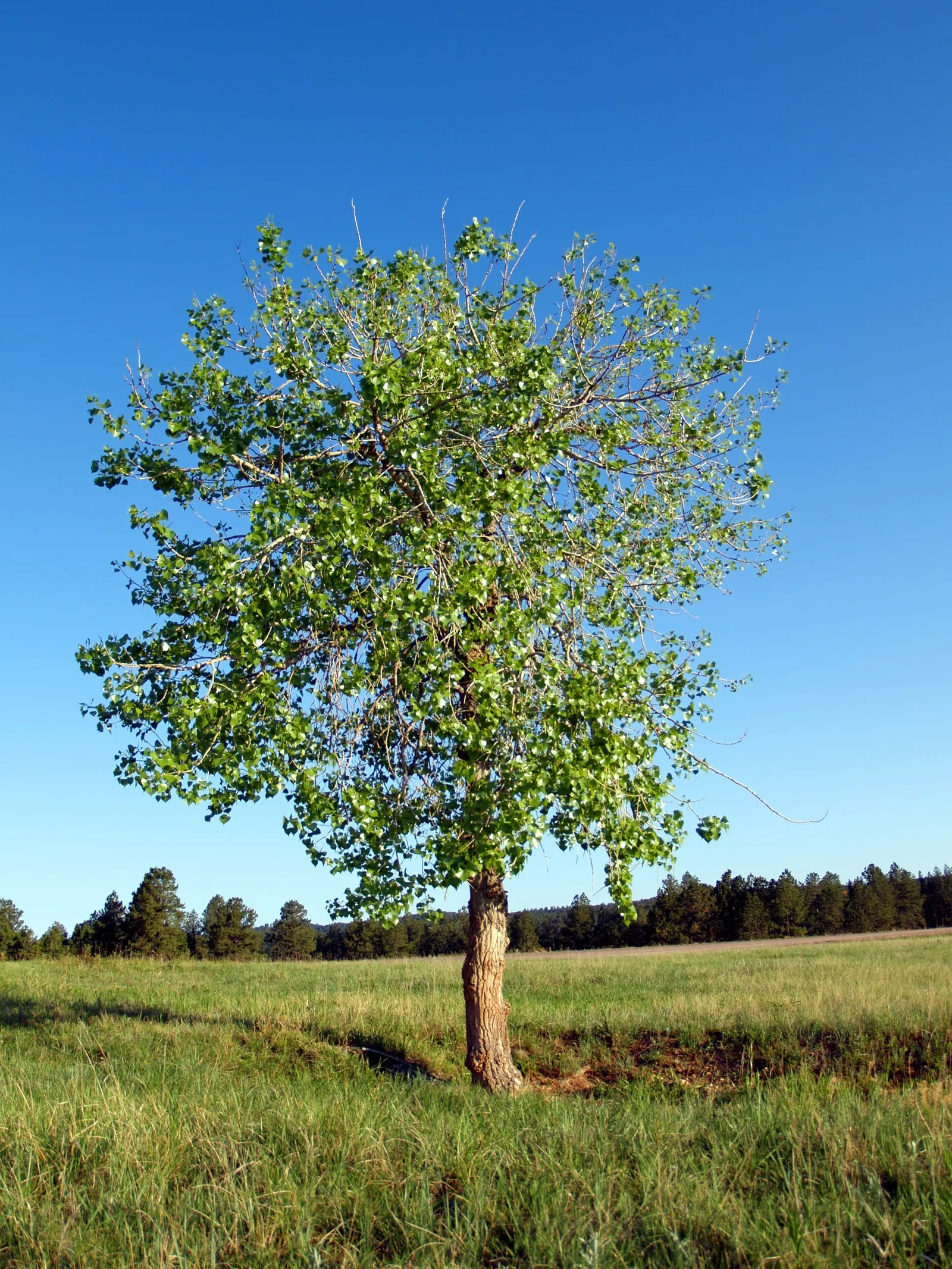 Eastern Cottonwood (Populus Deltoides) — making it suitable for large landscapes; renowned for its broad canopy and towering height, image 61