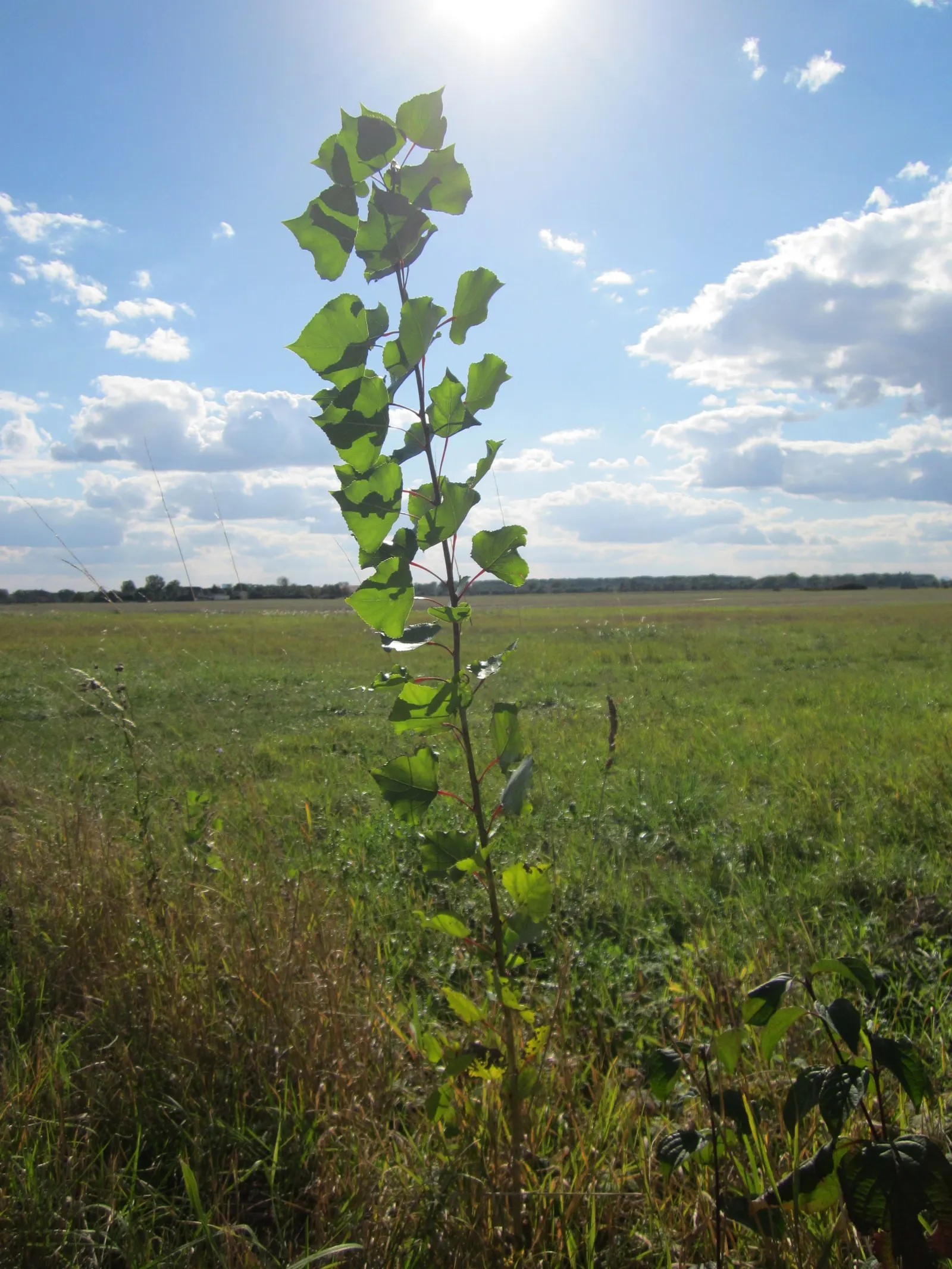 Eastern Cottonwood (Populus Deltoides) — meaning male and female flowers are produced on separate trees; adding vibrant greenery and notable, image 68