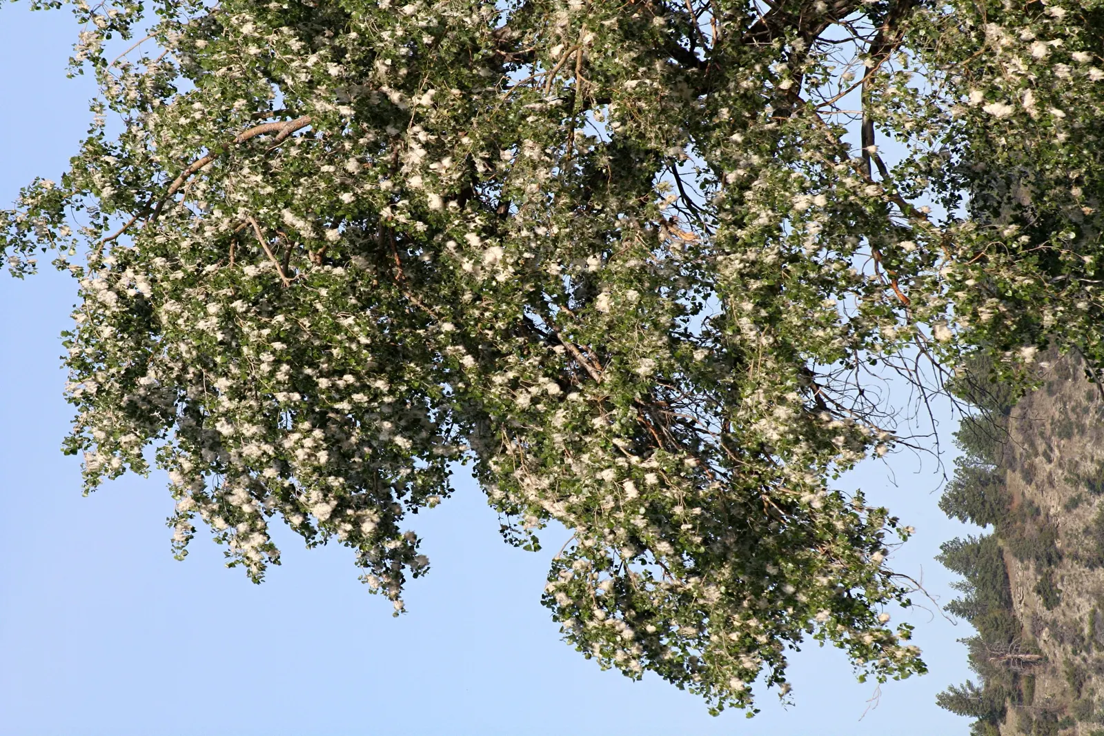 Eastern Cottonwood (Populus Deltoides) — This species favors full sun