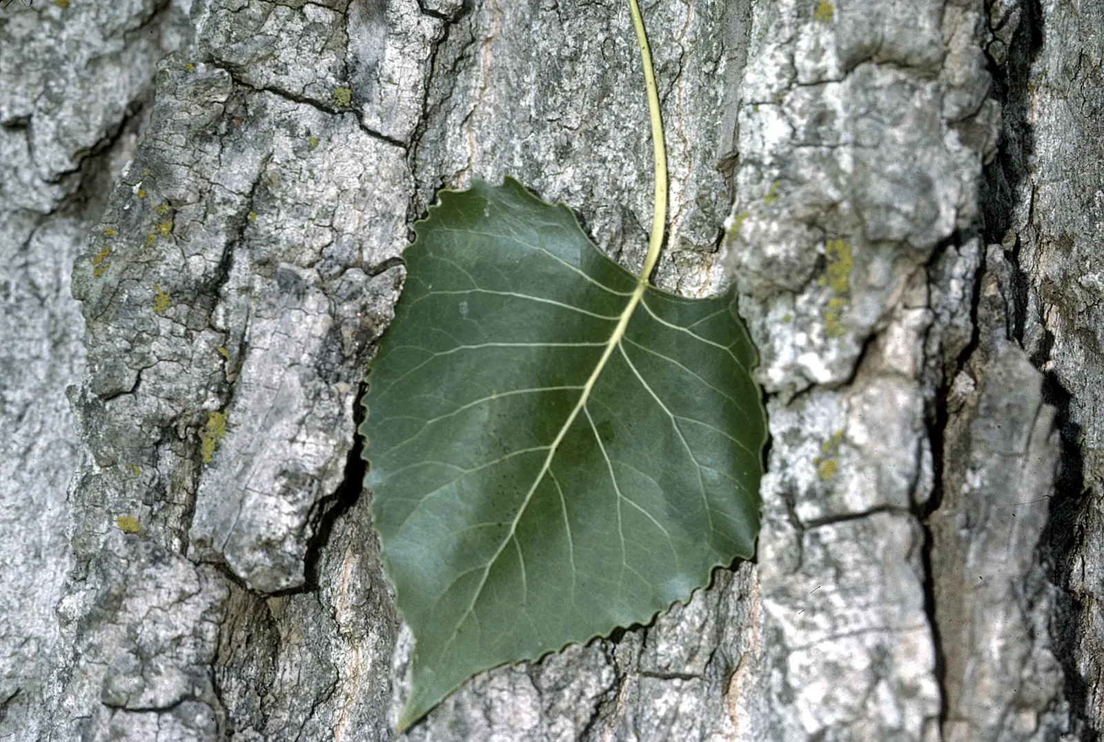 Eastern Cottonwood (Populus Deltoides) — With an impressive growth rate of about 2 to 5 feet per year