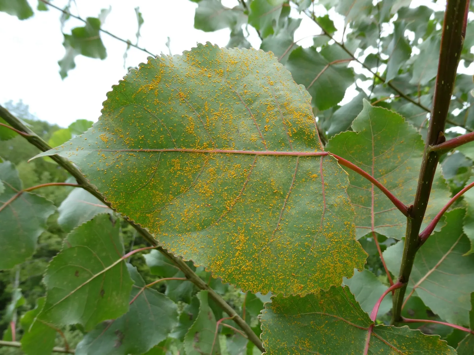 Eastern Cottonwood (Populus Deltoides) — Renowned for its broad canopy and towering height