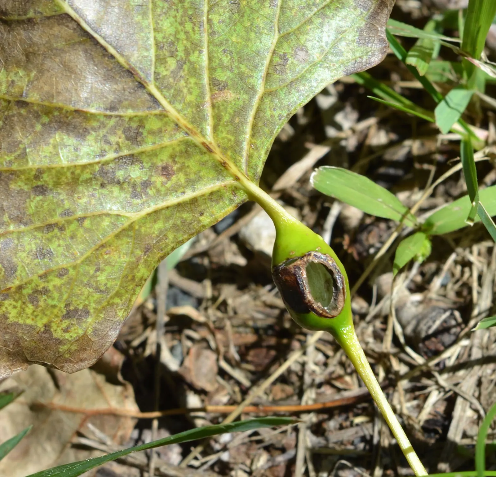 Eastern Cottonwood (Populus Deltoides) — creating a soothing rustling sound; with an impressive growth rate of about 2 to 5 feet per year, image 49