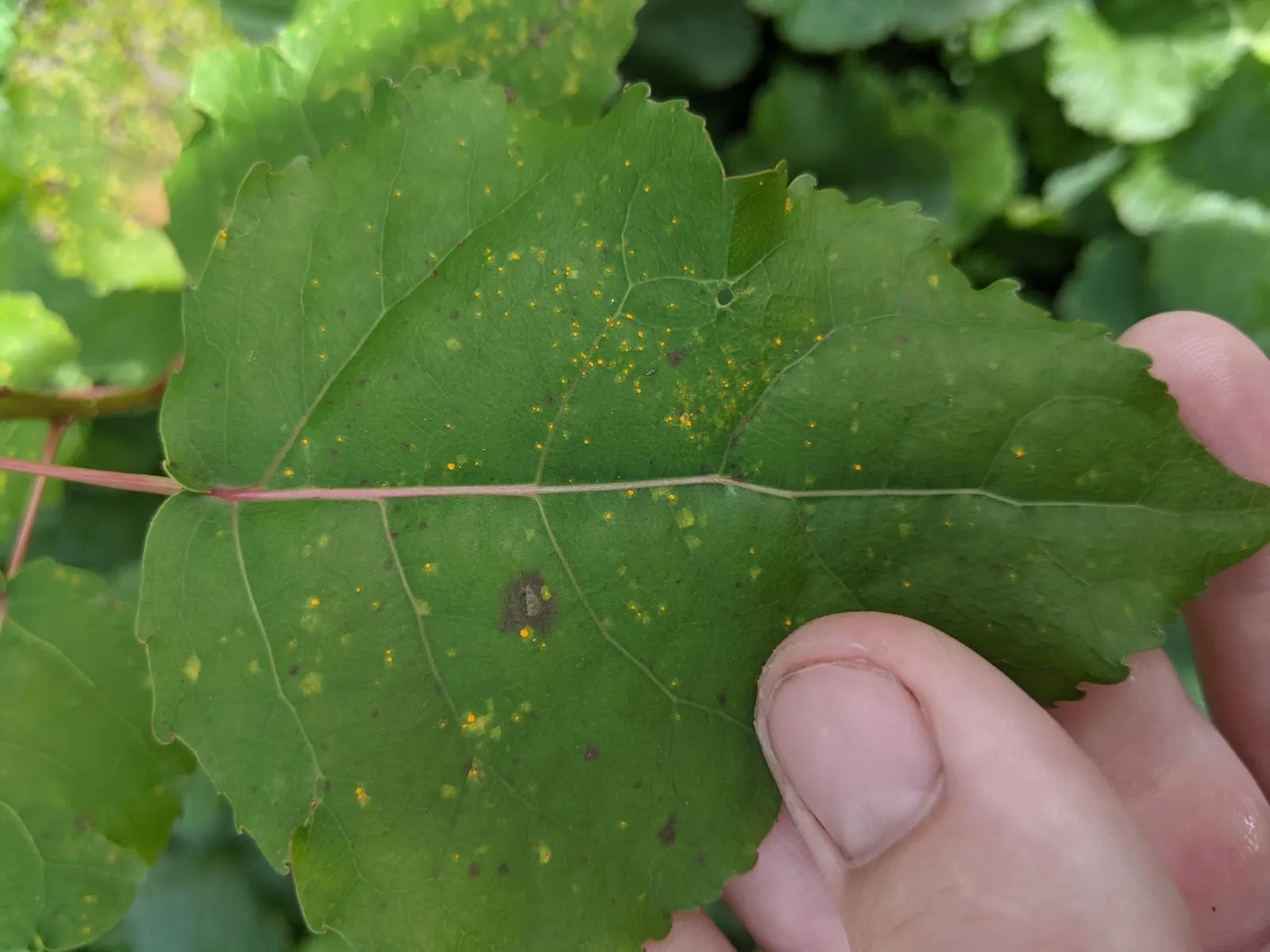 Eastern Cottonwood (Populus Deltoides) — tree for full; the female tree is particularly recognized for its cottony seeds