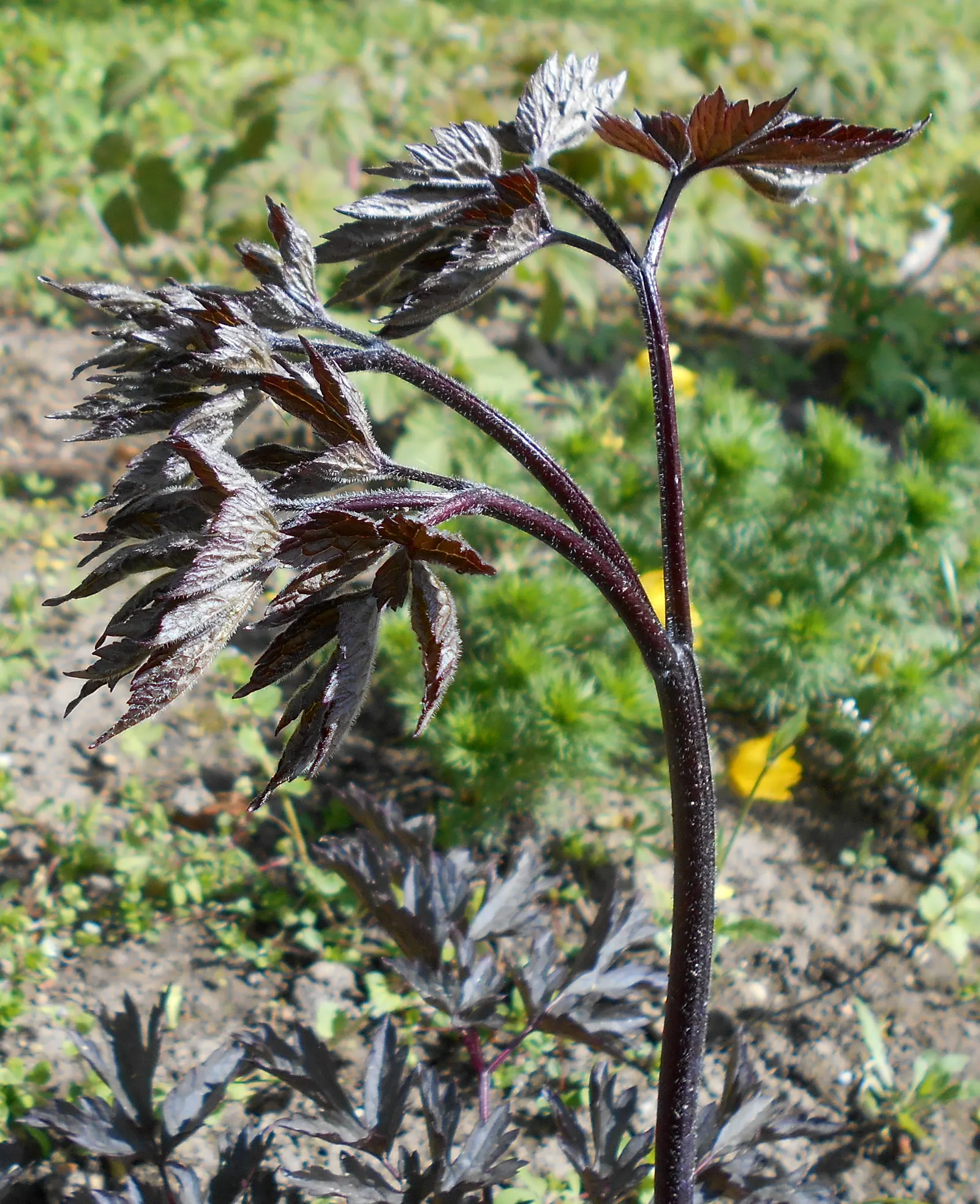 Black Negligee Snakeroot (Actaea 'Black Negligee') — This snakeroot thrives in partial to full shade and prefers moist, well-drained soil
