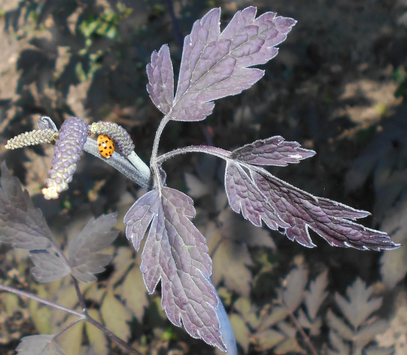 Black Negligee Snakeroot (Actaea 'Black Negligee') — this snakeroot variant makes a captivating statement