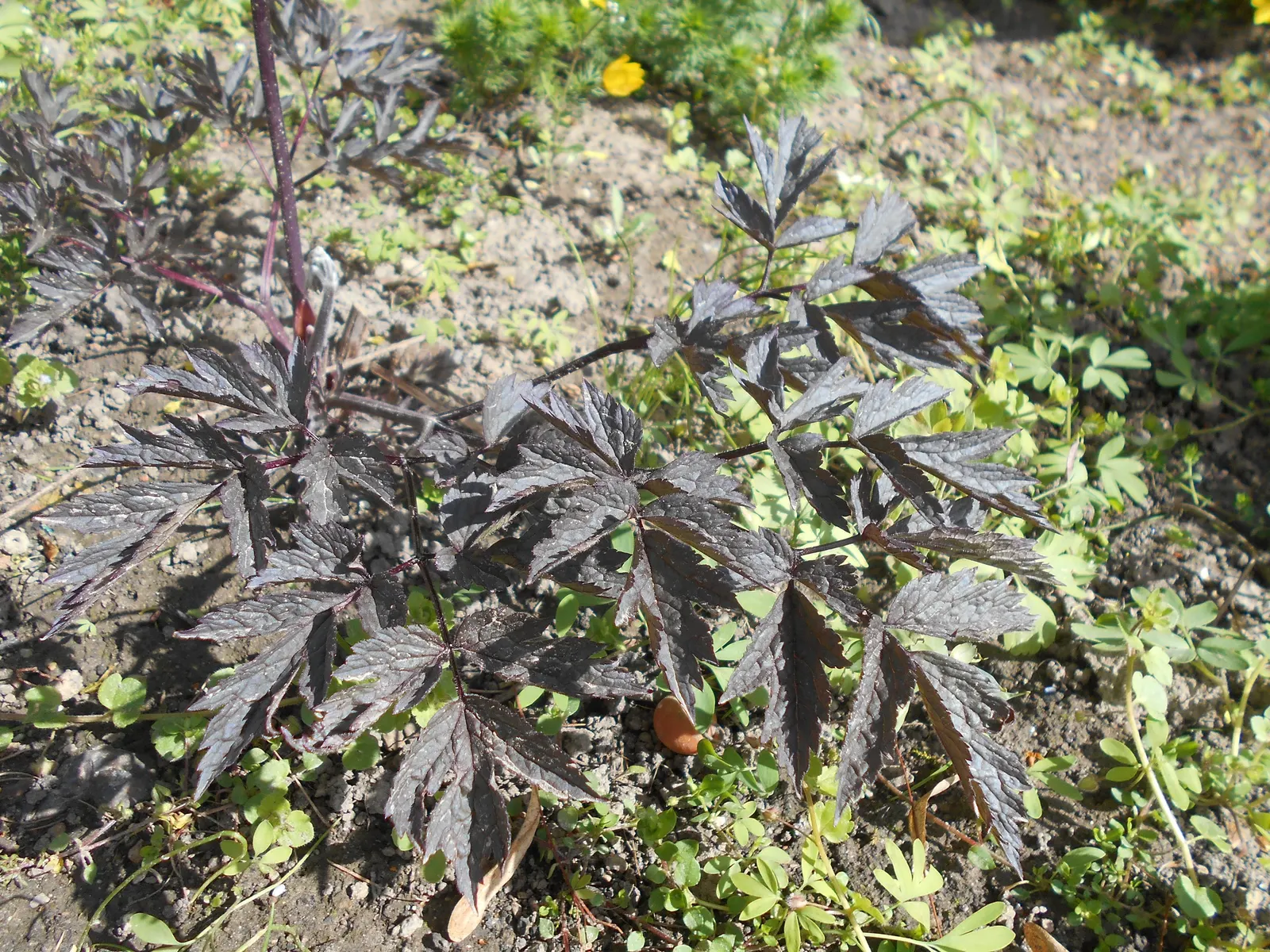 Black Negligee Snakeroot (Actaea 'Black Negligee') — It reaches 4 to 5 feet high and spreads 2 to 3 feet wide