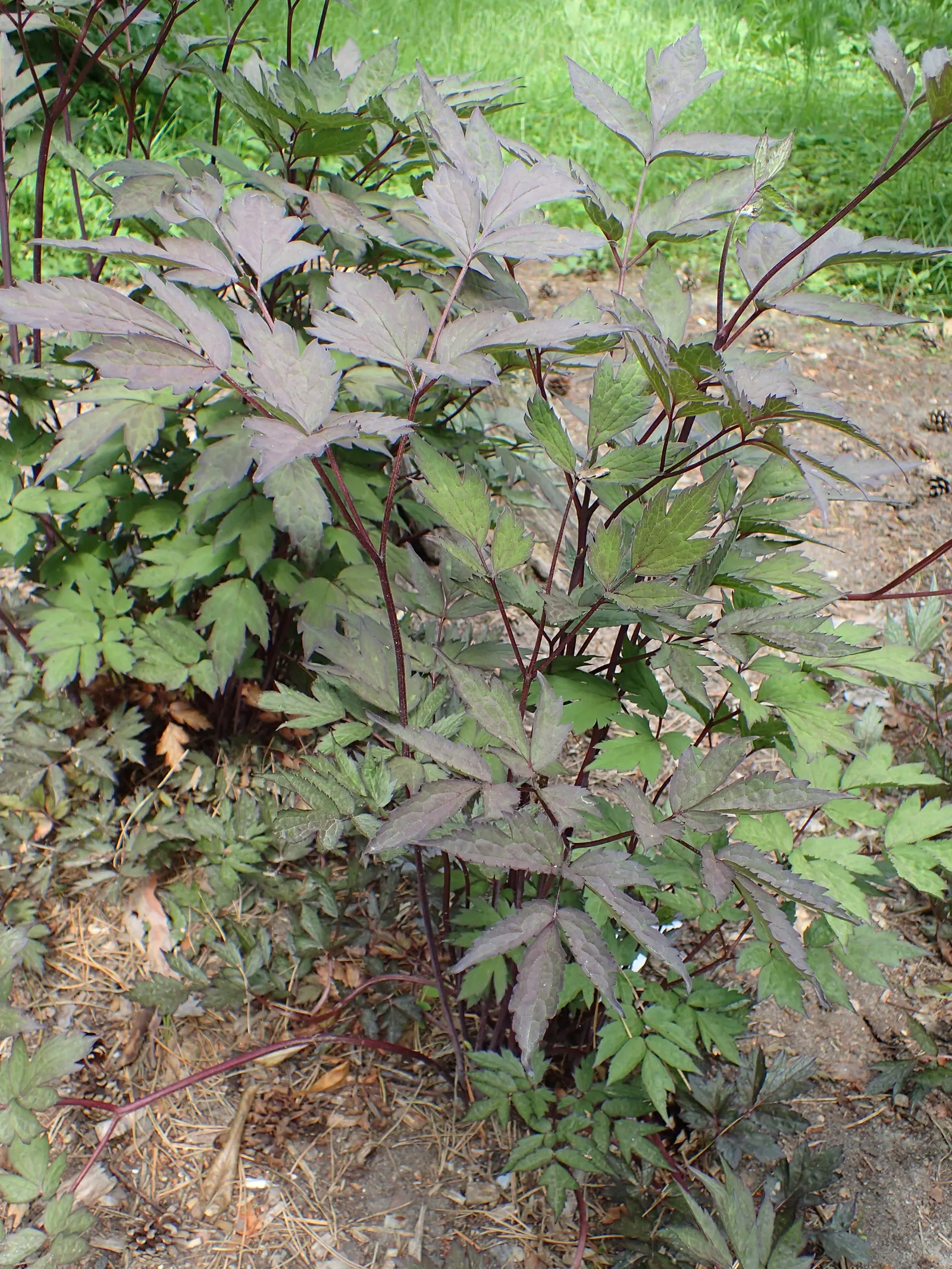 Black Negligee Snakeroot (Actaea 'Black Negligee') — It thrives in partial to full shade