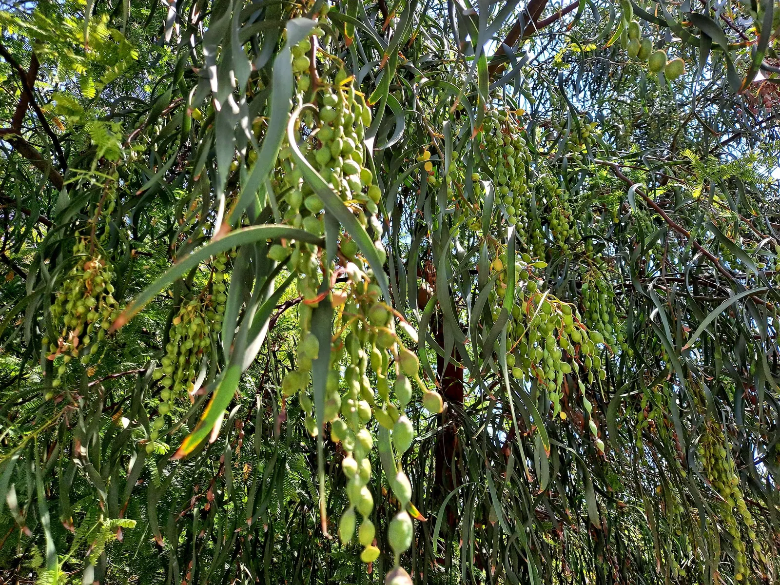 Shoestring Acacia (Acacia Stenophylla) — Long, narrow blue-green leaves dangle from its branches, creating a graceful silhouette