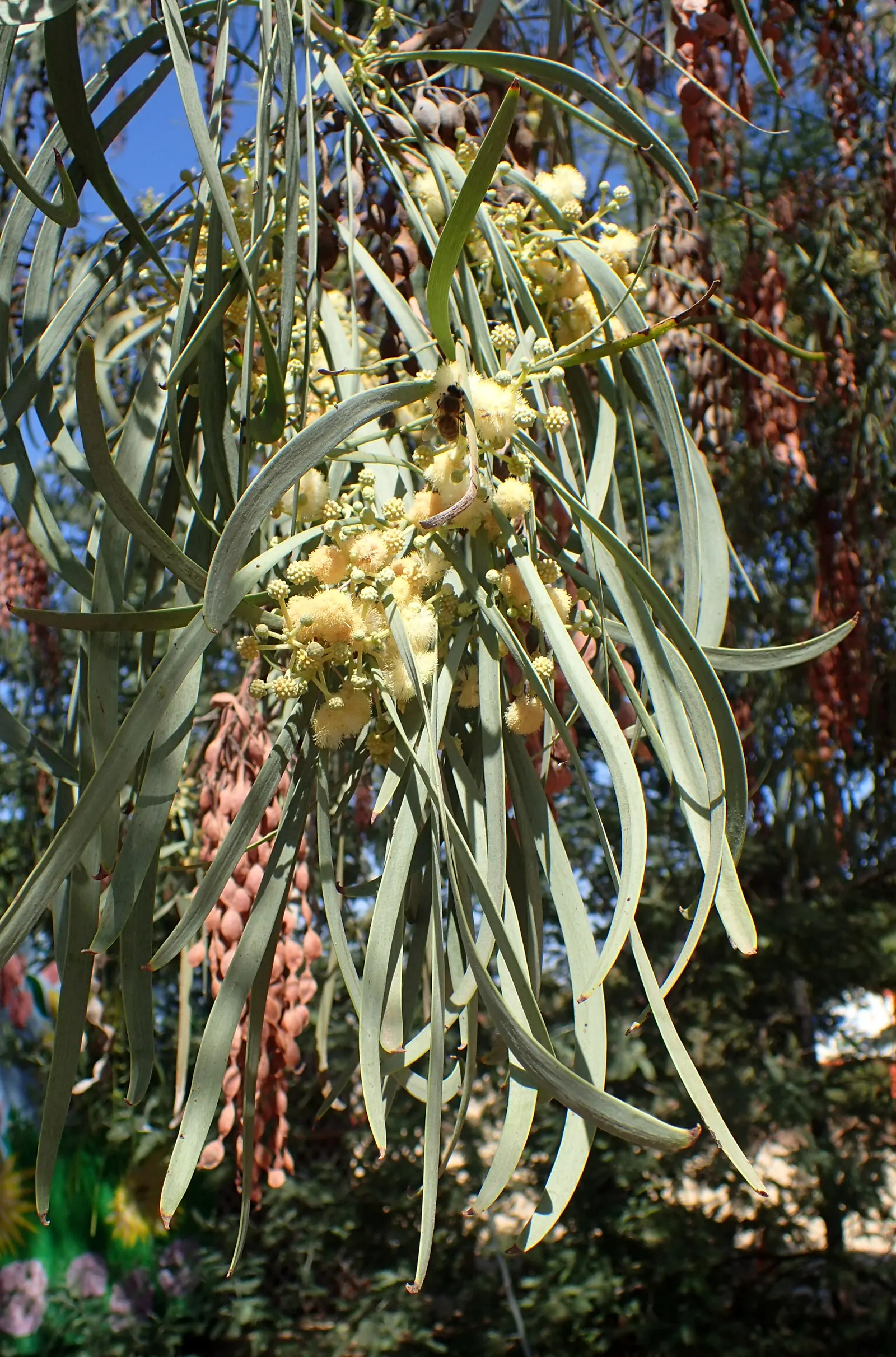 Shoestring Acacia (Acacia Stenophylla) — which dance gracefully in the breeze