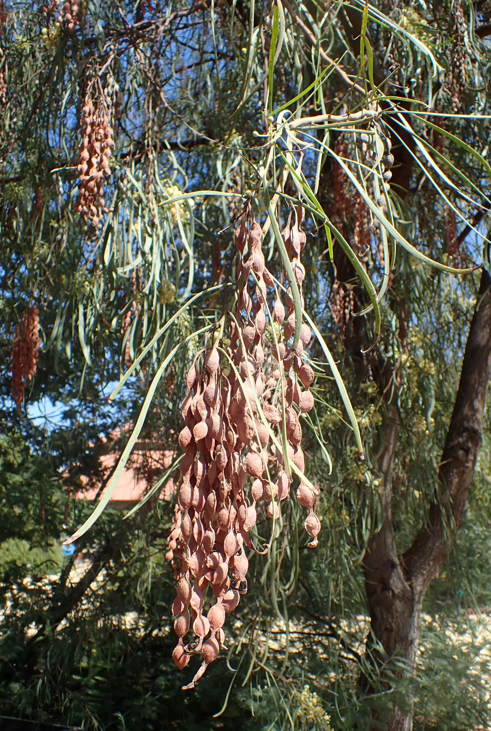 Shoestring Acacia (Acacia Stenophylla) — The Shoestring Acacia (Acacia stenophylla) is a striking