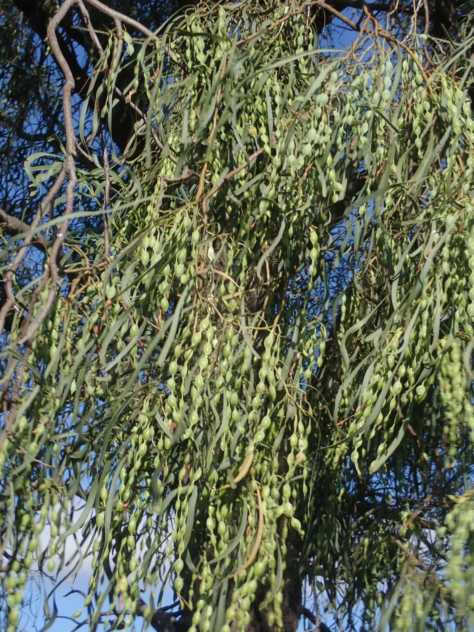 Shoestring Acacia (Acacia Stenophylla) — Originating from Australia