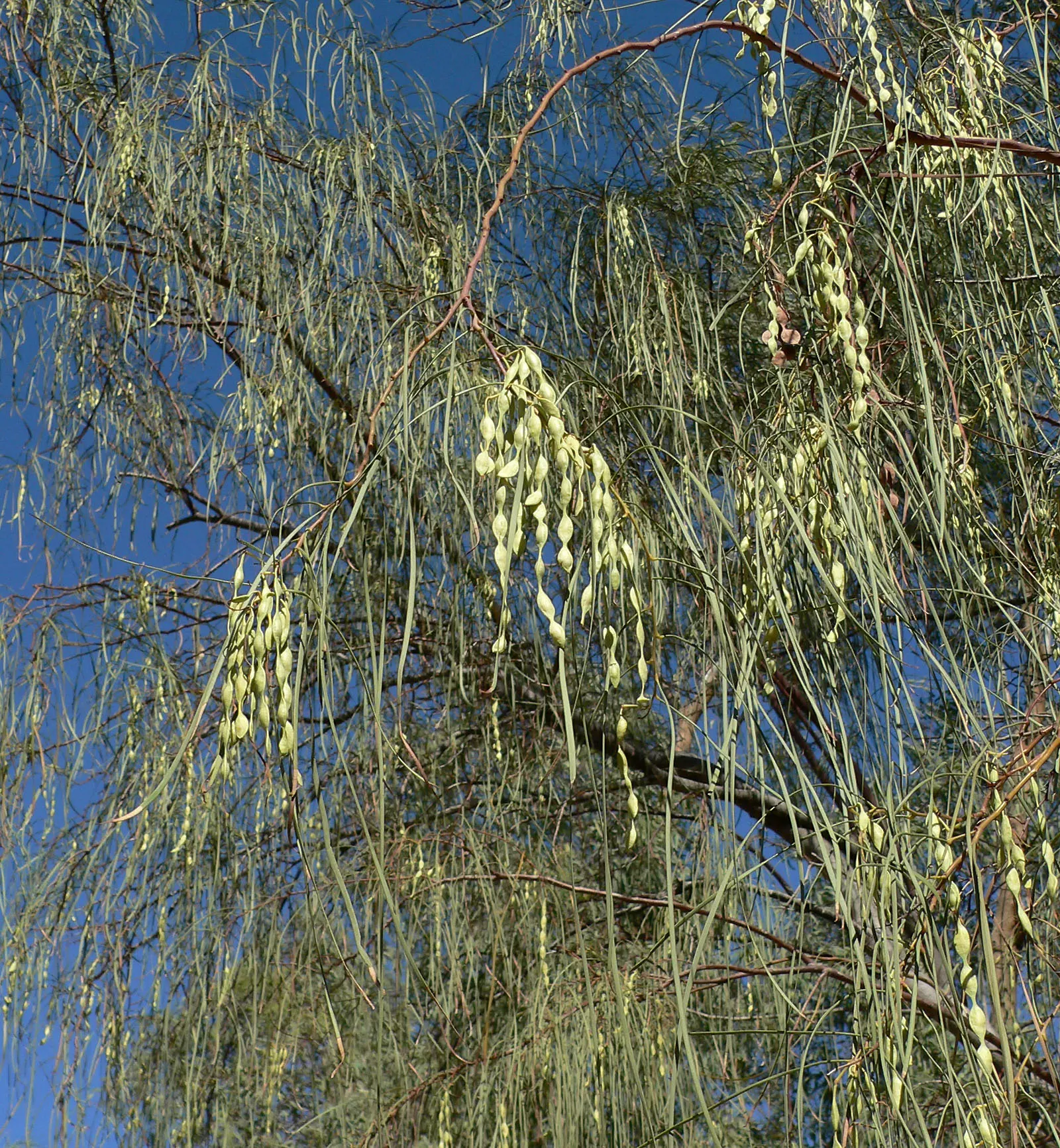 Shoestring Acacia (Acacia Stenophylla) — it's ideal for xeriscaping and provides light