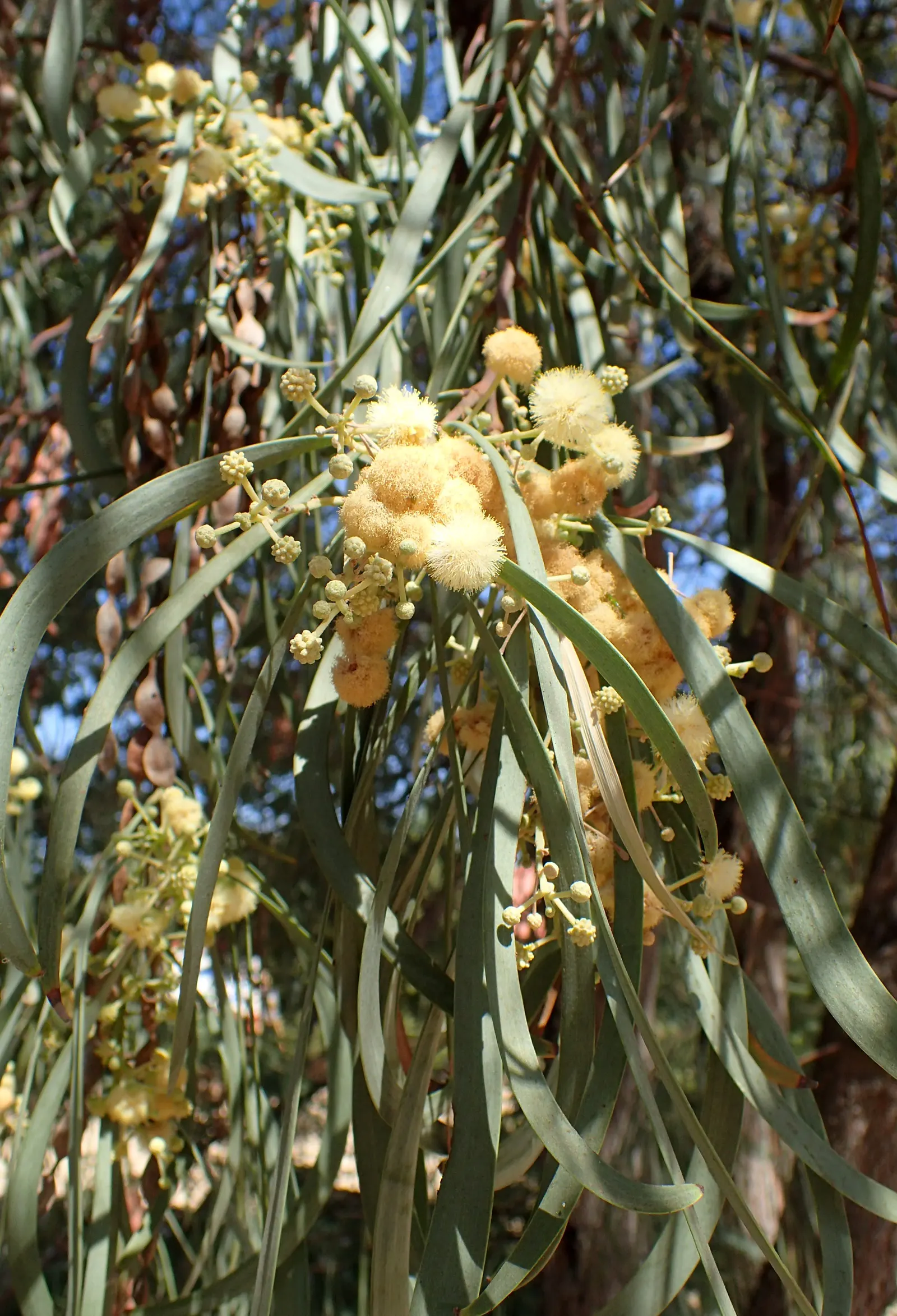 Shoestring Acacia (Acacia Stenophylla) — Its upright and open branching habit provides light