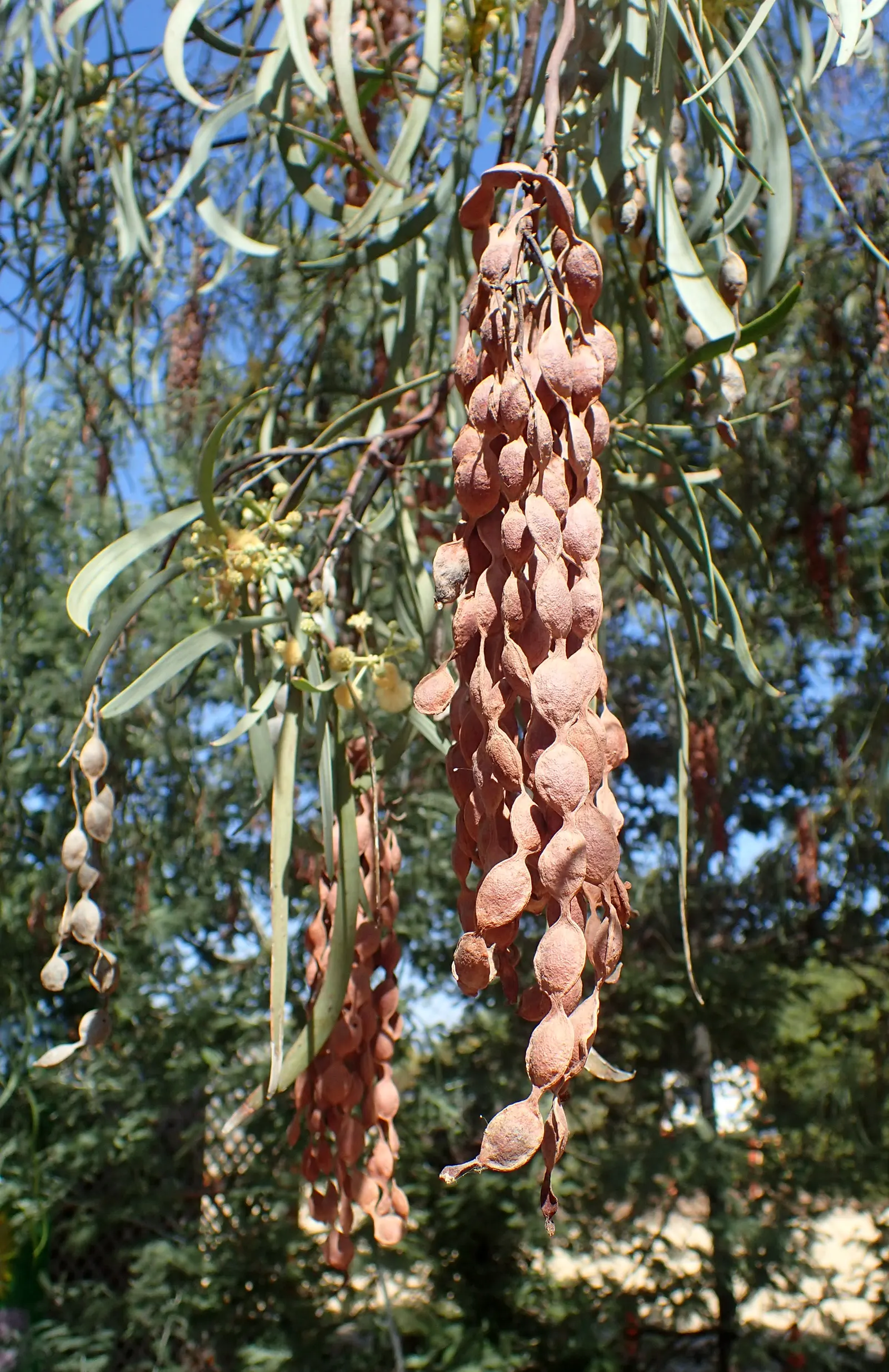 Shoestring Acacia (Acacia Stenophylla) — scientifically known as Acacia stenophylla