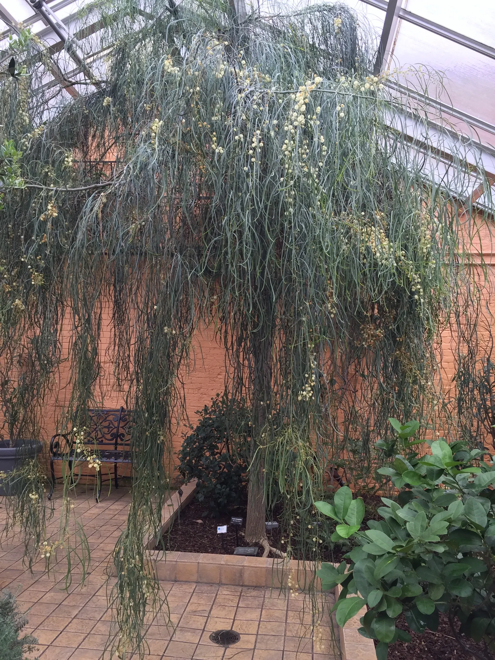 Shoestring Acacia (Acacia Stenophylla) — dappled shade and habitat for wildlife