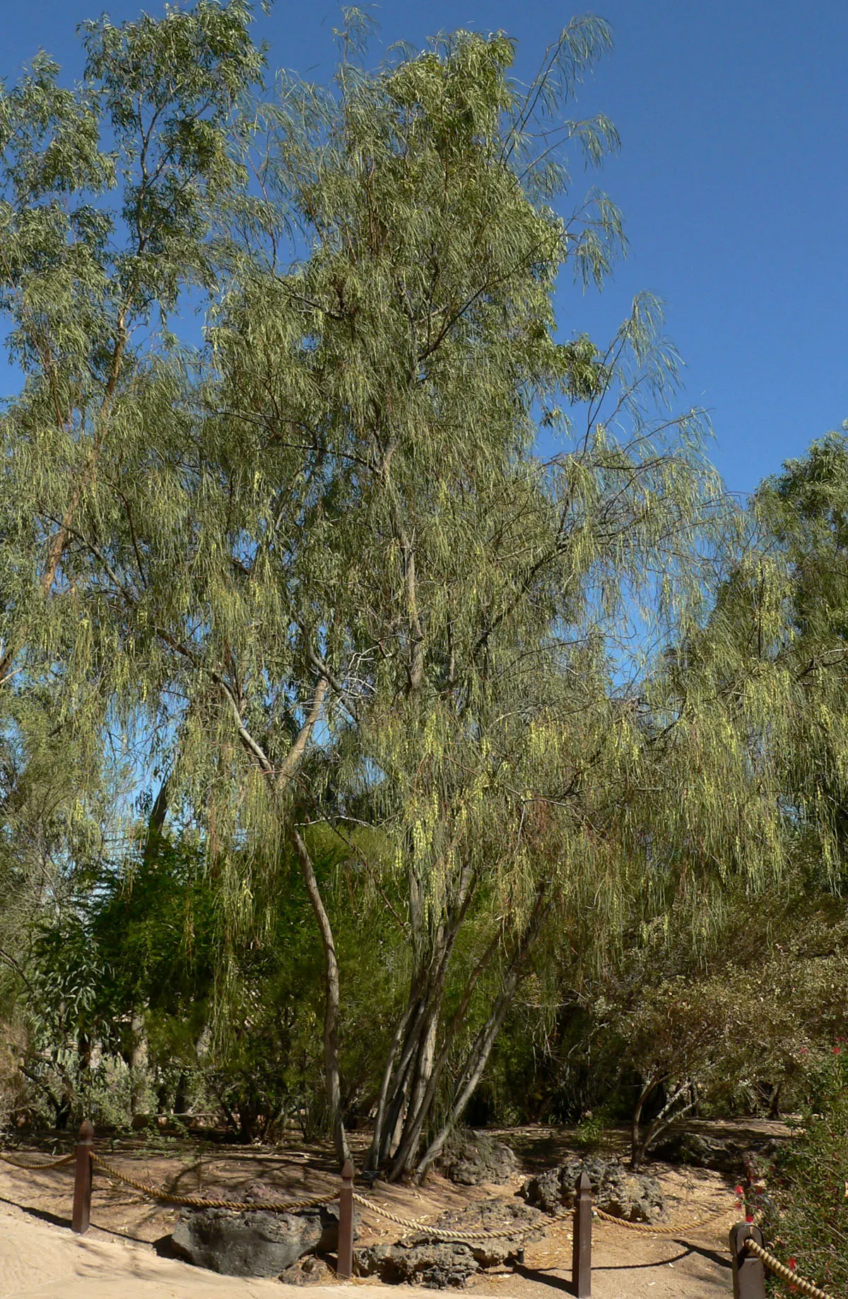 Shoestring Acacia (Acacia Stenophylla) — Hardy in USDA zones 9 through 11