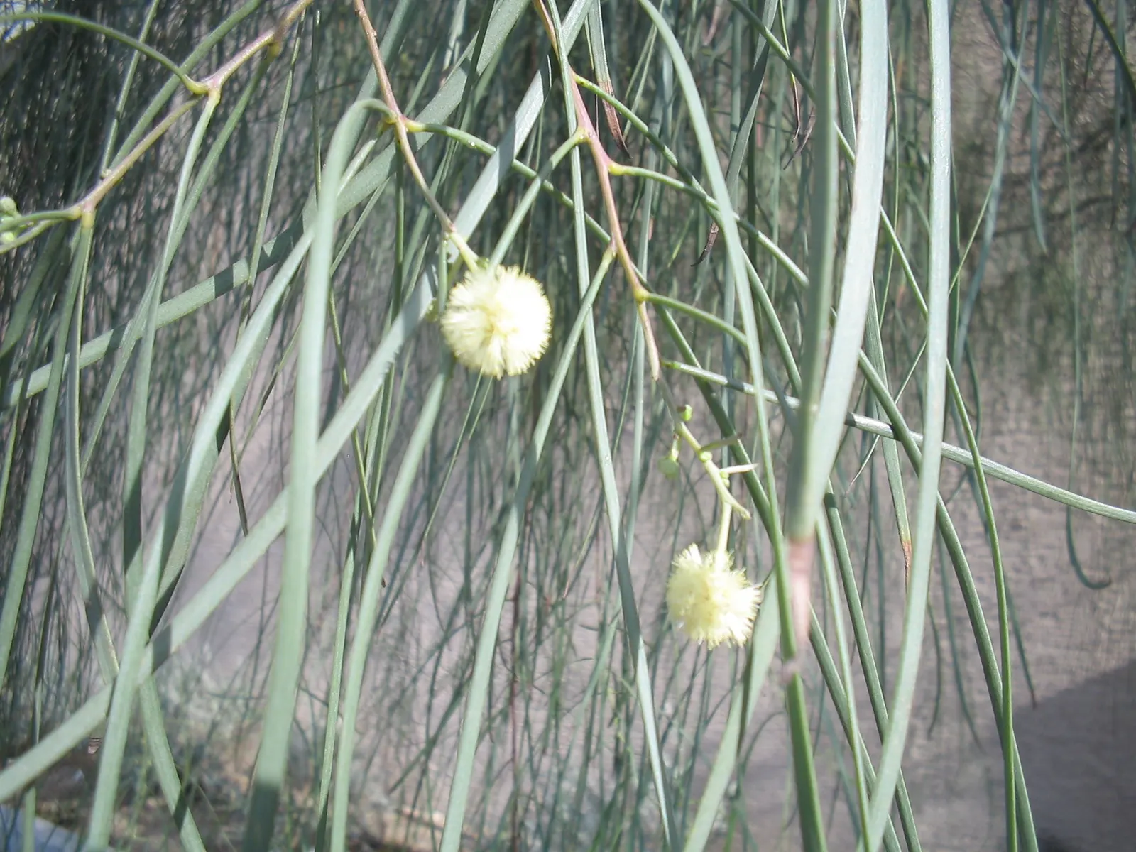 Shoestring Acacia (Acacia Stenophylla) — this species is admired for its lengthy