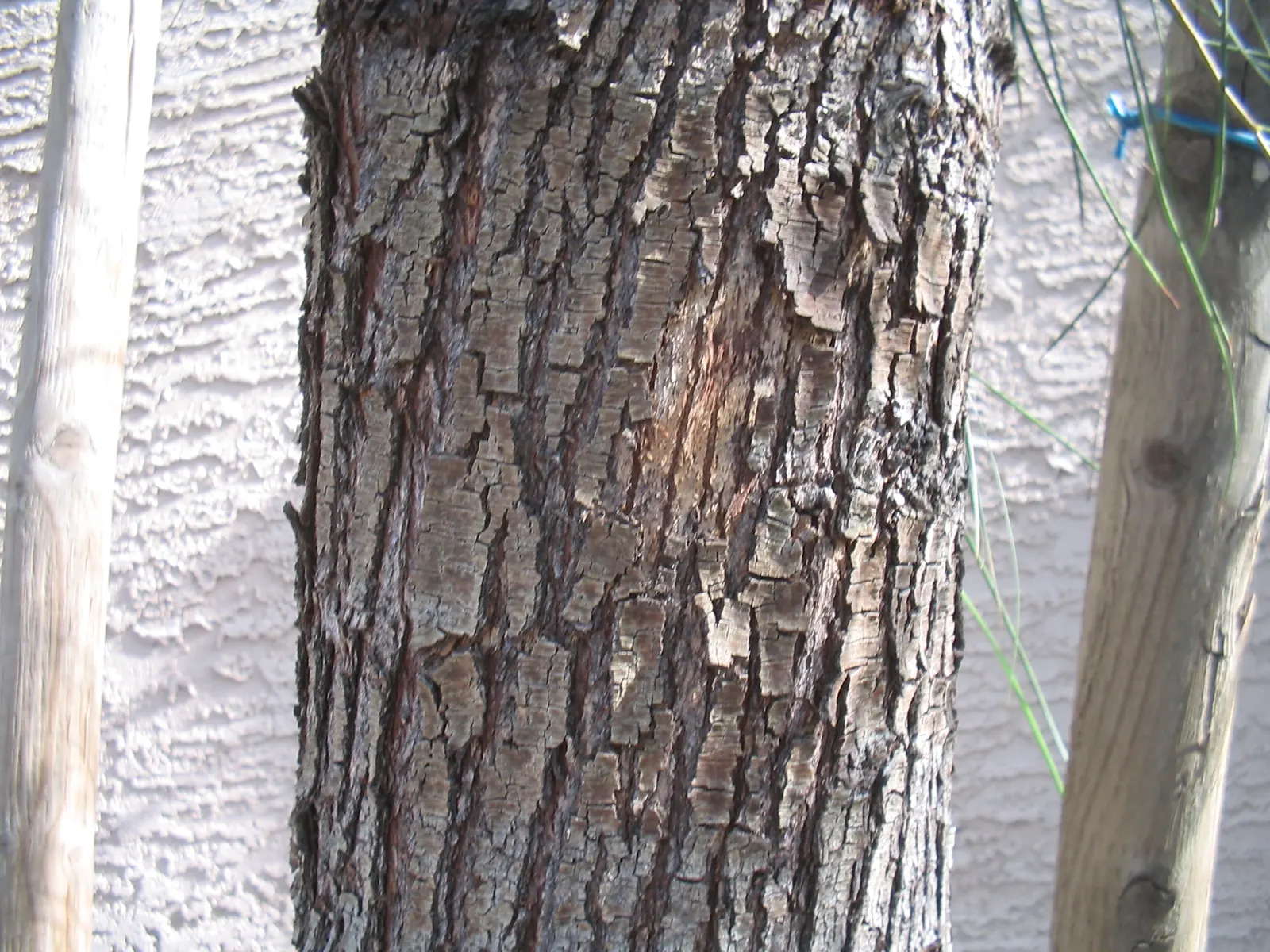 Shoestring Acacia (Acacia Stenophylla) — drought-tolerant tree notable for its elegant