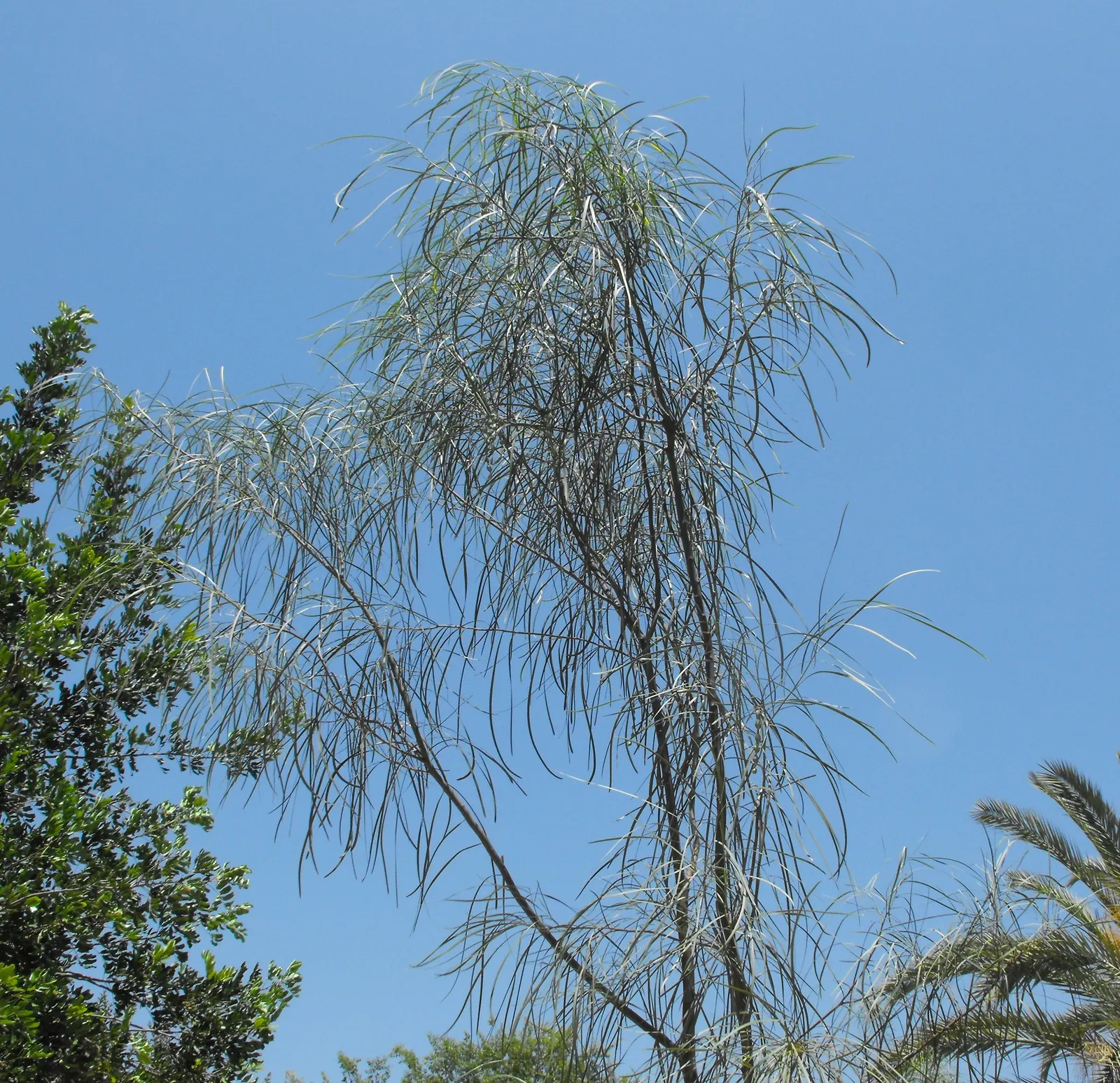 Shoestring Acacia (Acacia Stenophylla) — It reaches up to 30 feet in height with a spread of 15 to 25 feet