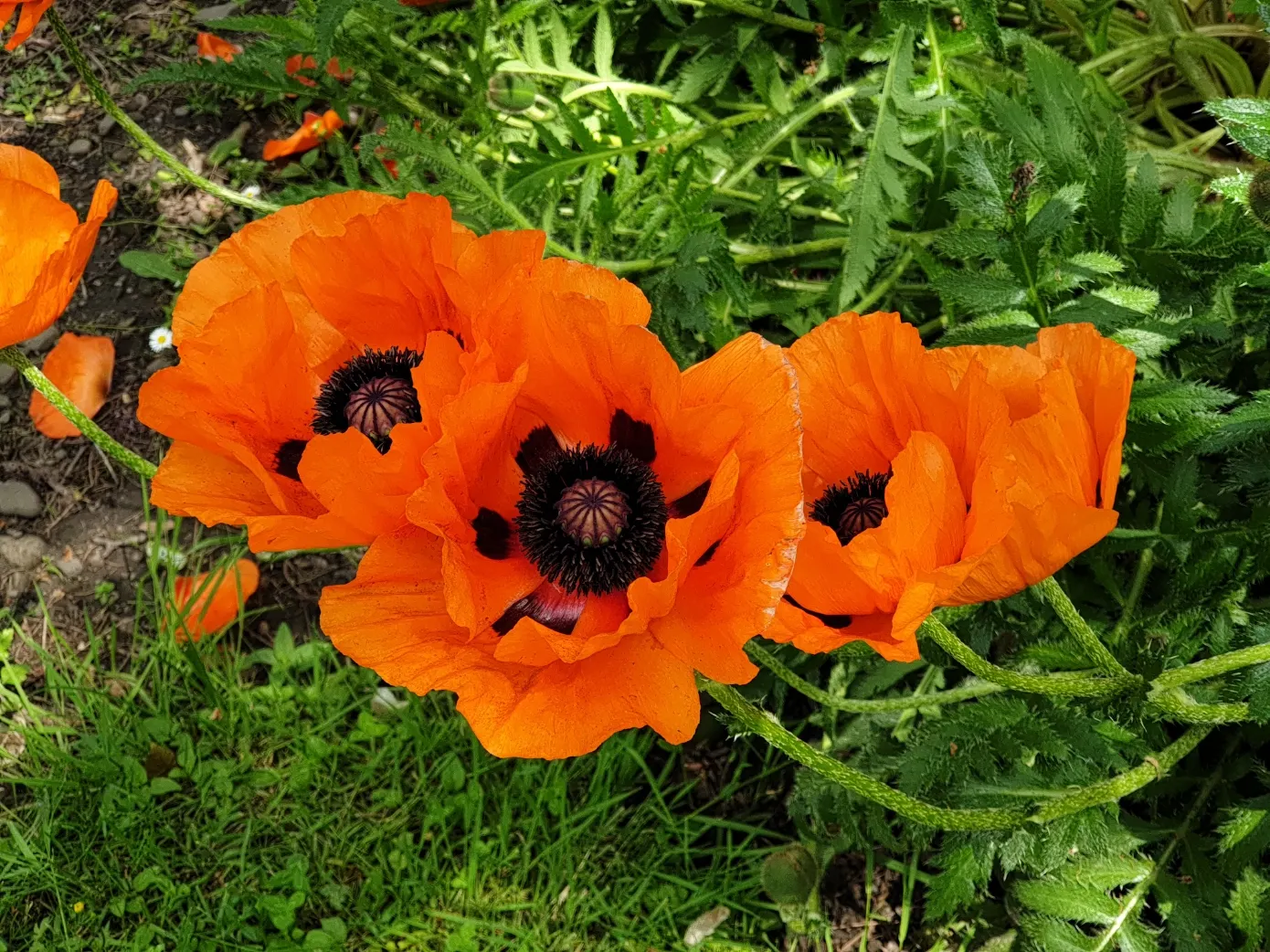 Flanders Poppy (Papaver Rhoeas) — paper-thin petals that encircle a conspicuous black center