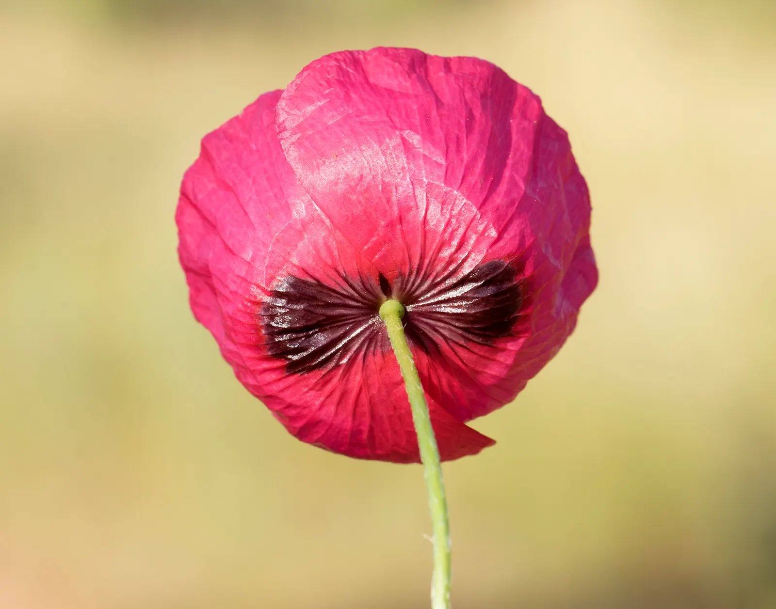 Flanders Poppy (Papaver Rhoeas) — features vibrant red blooms with delicate paper-like petals