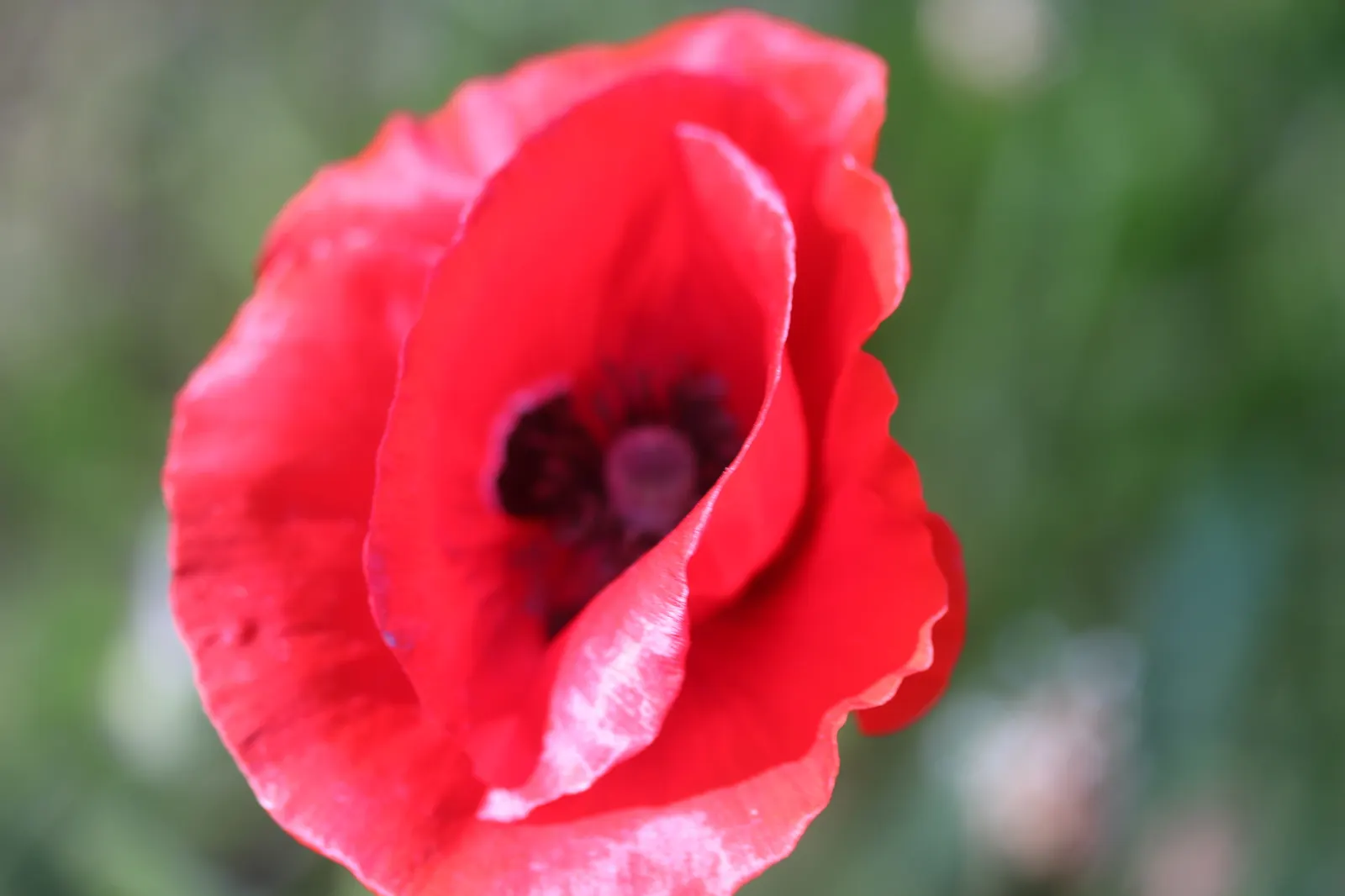 Flanders Poppy (Papaver Rhoeas) — consider its role as a symbol of remembrance and its ability to attract pollinators