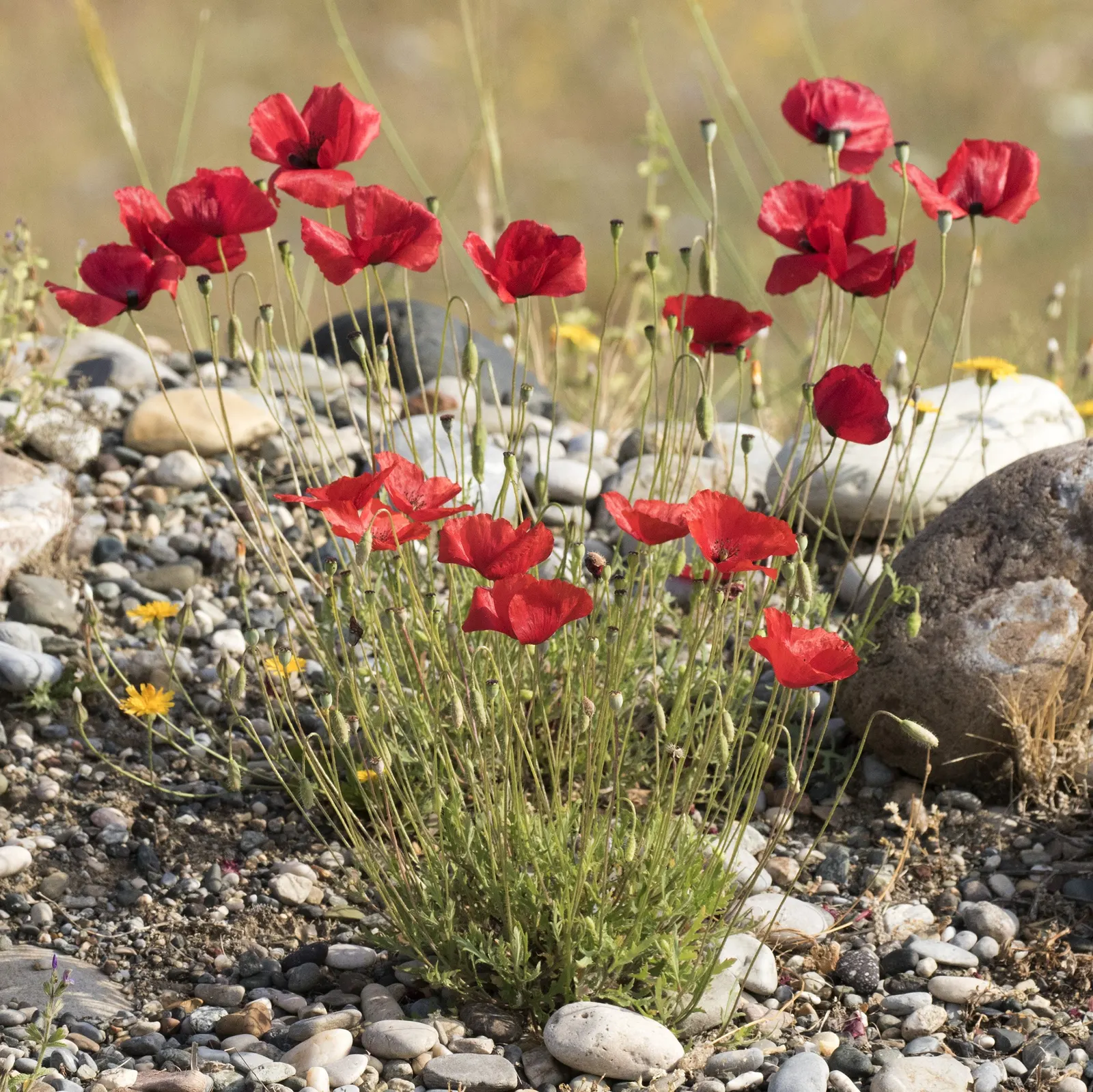 Flanders Poppy (Papaver Rhoeas) — Poppies symbolize remembrance and are low-maintenance, preferring well-drained soil