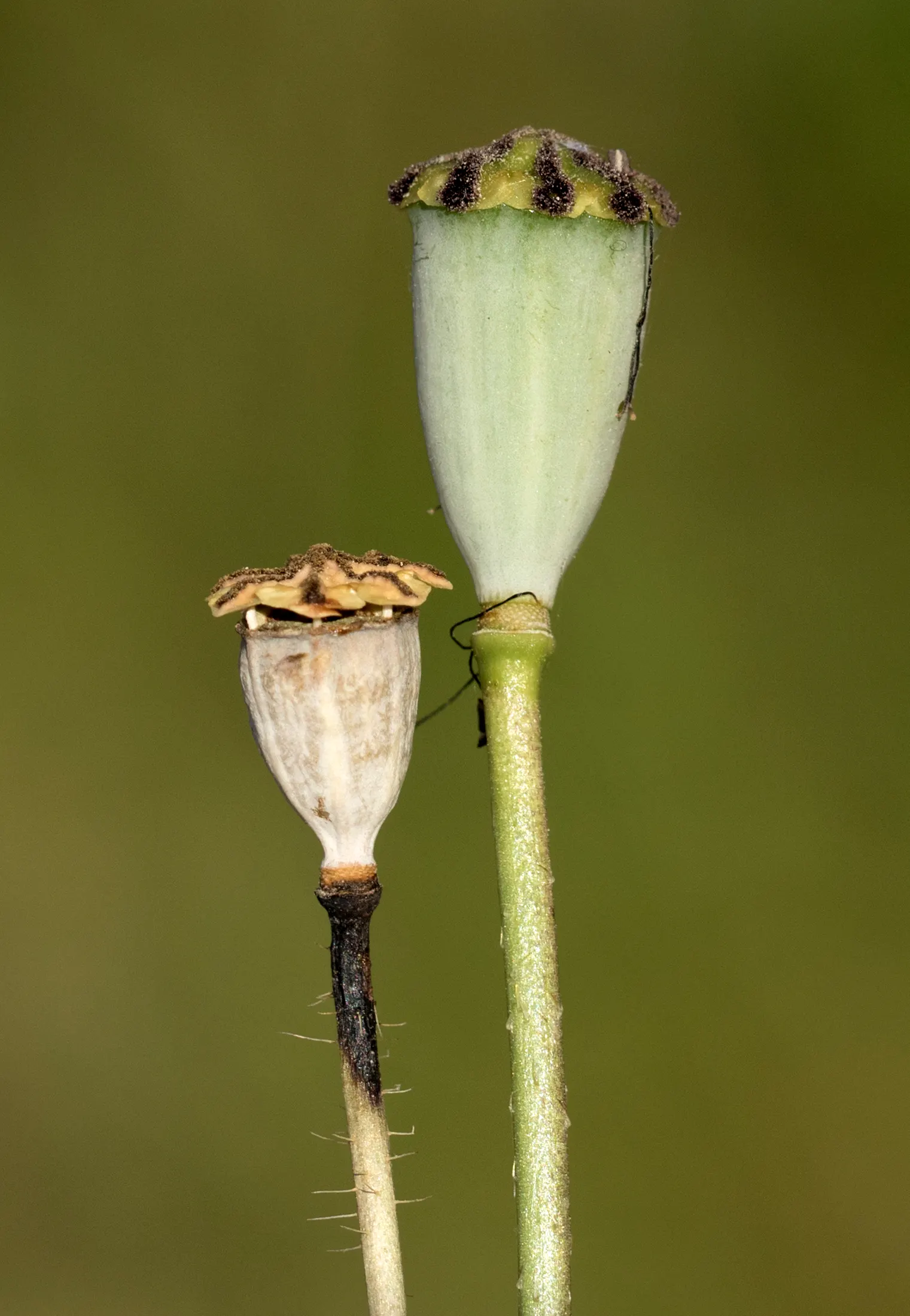 Flanders Poppy (Papaver Rhoeas) — contributing to a sustained