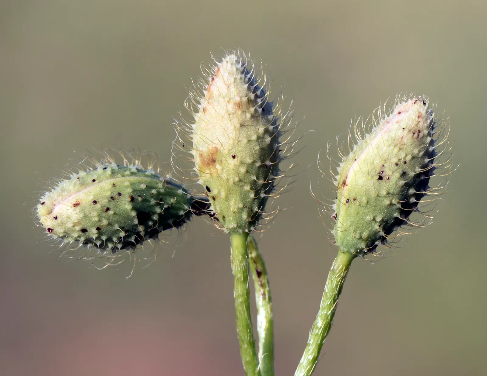 Flanders Poppy (Papaver Rhoeas) — They self-seed, ensuring a recurring display in garden zones 2-9