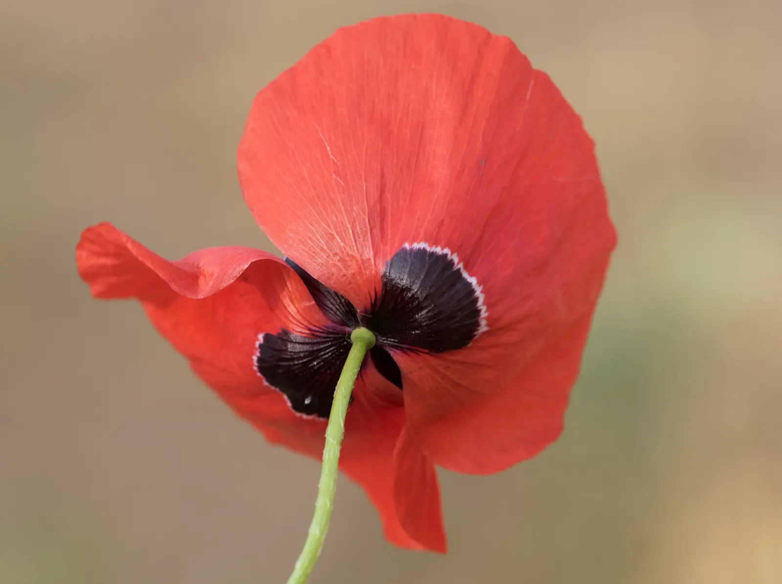 Flanders Poppy (Papaver Rhoeas) — each flower spanning 2-4 inches across