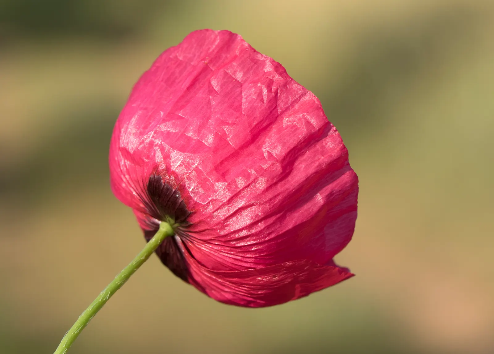 Flanders Poppy (Papaver Rhoeas) — commonly called Flanders Poppy