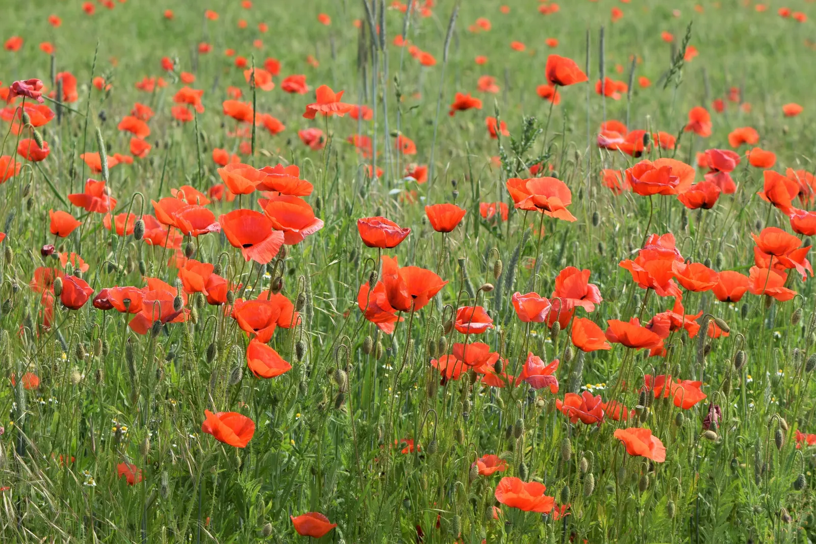 Flanders Poppy (Papaver Rhoeas) — where it thrived in the disturbed soils