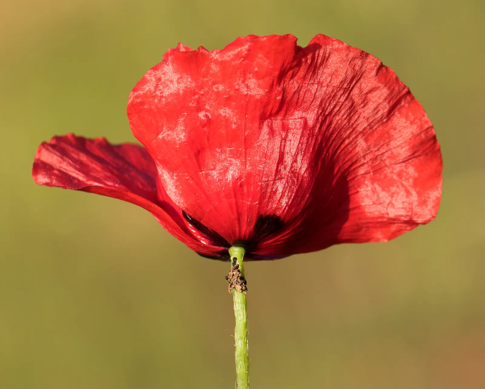 Flanders Poppy (Papaver Rhoeas) — Ideal for border accents or mass plantings