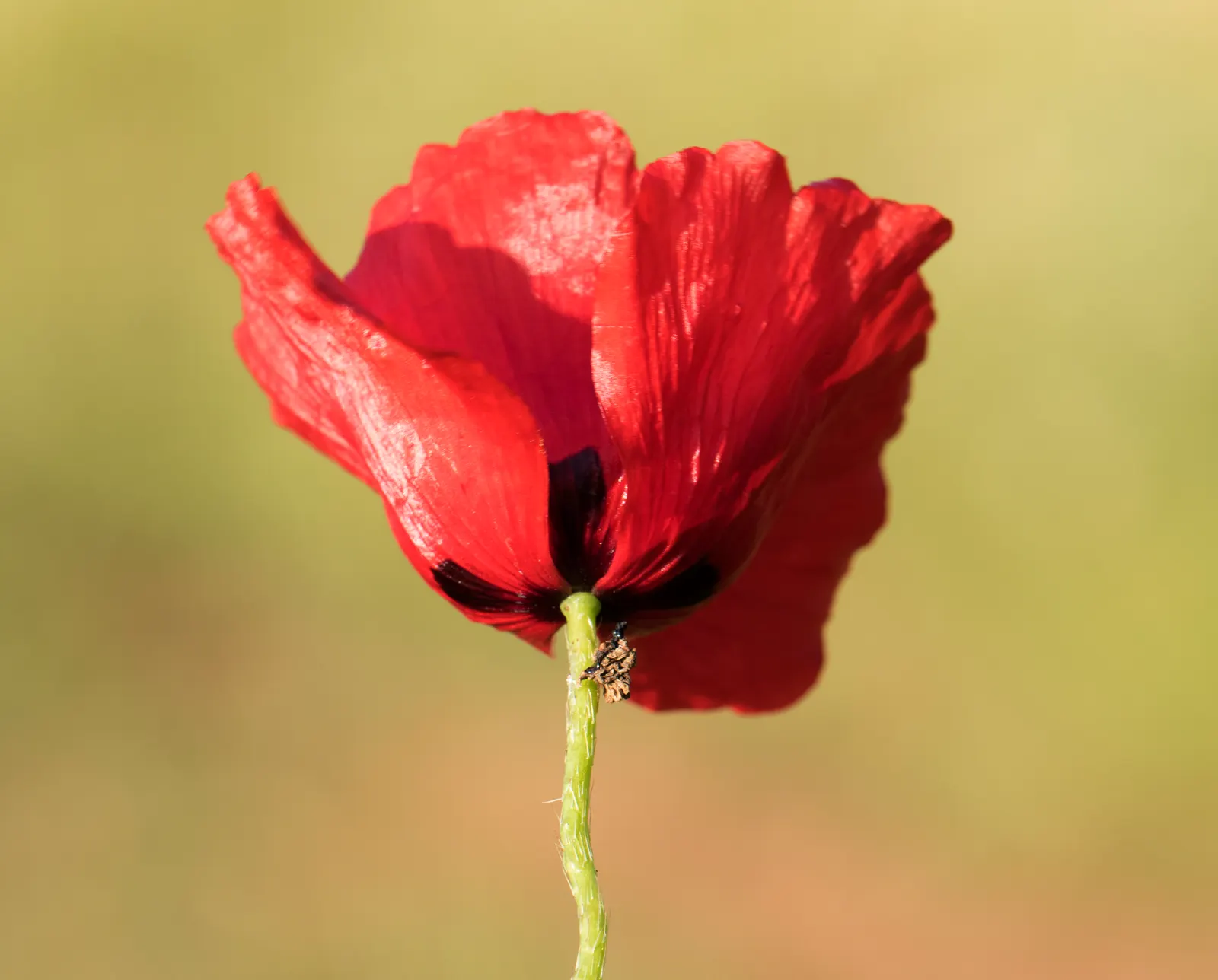 Flanders Poppy (Papaver Rhoeas) — scientifically known as Papaver rhoeas