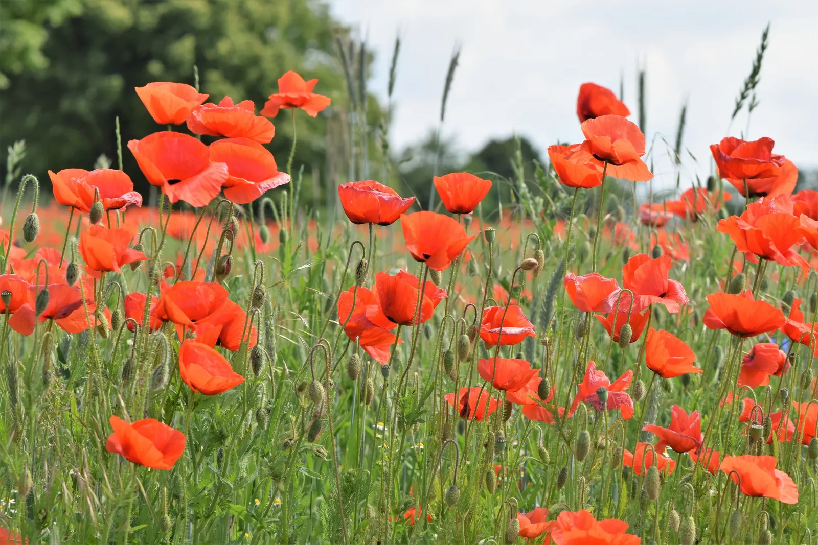 Flanders Poppy (Papaver Rhoeas) — creating sweeping drifts of color that pay homage to its poignant history while providing a visual feast