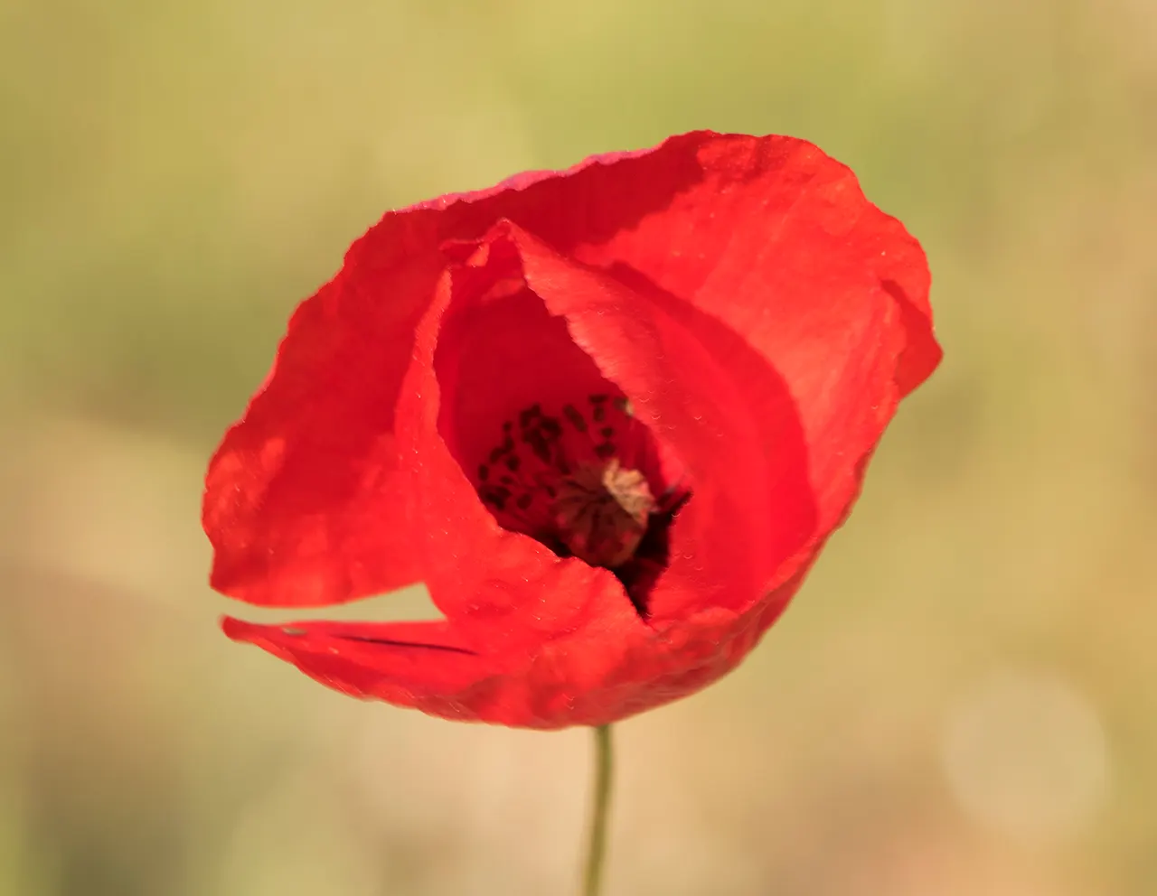 Flanders Poppy (Papaver Rhoeas) — This poppy is marked by its bright scarlet flowers that can grow to approximately 2-4 inches in diameter